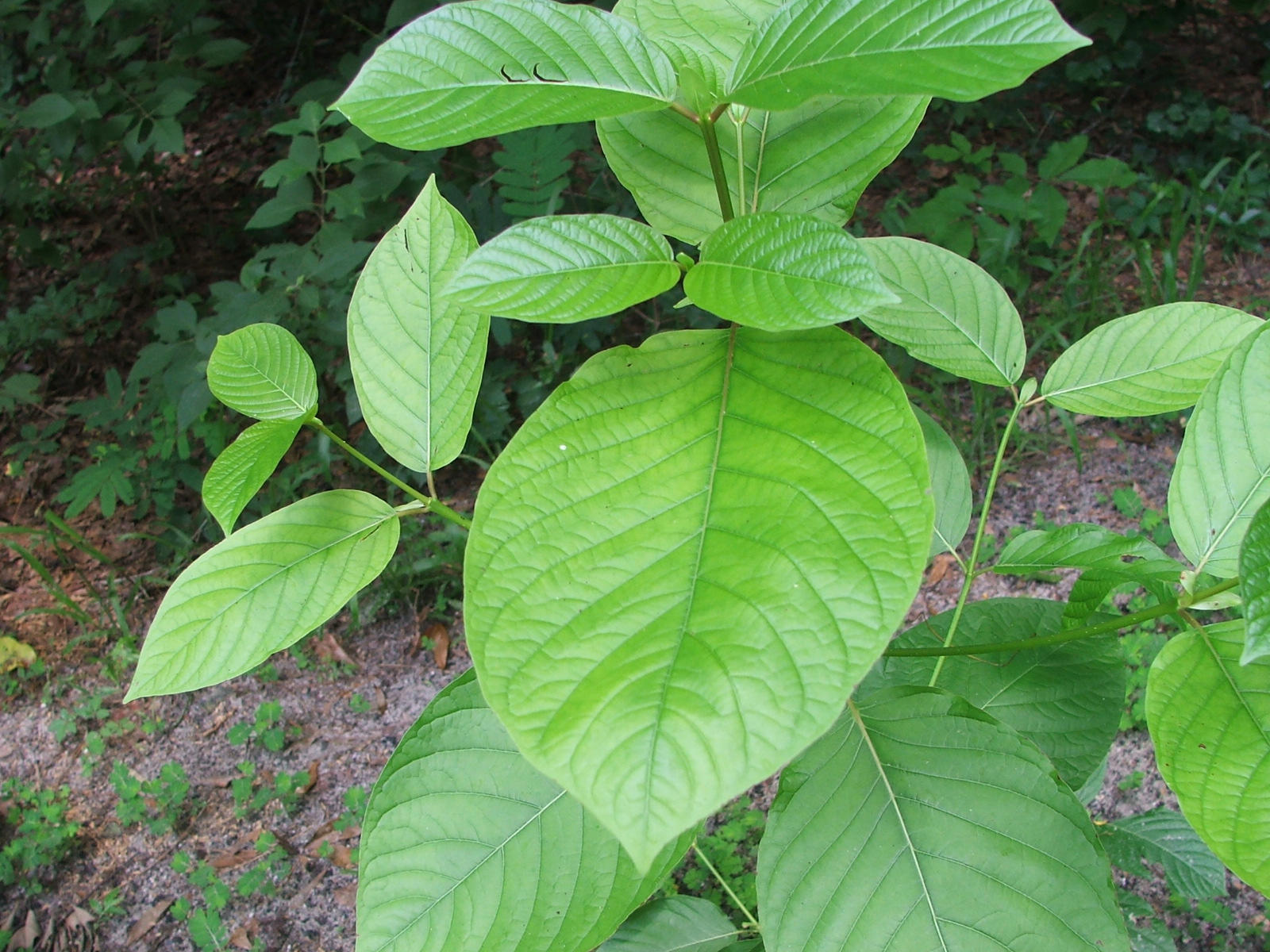 Close-up of broad green leaves on a kratom plant growing outdoors.