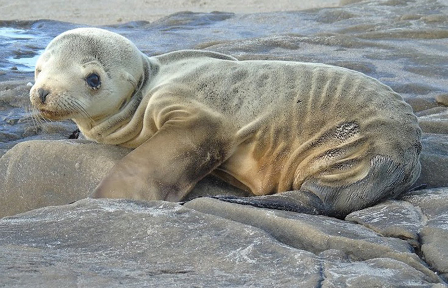 "A malnourished sea lion pup is stranded on shore in 2015. A marine heat wave lasting from 2013 to 2016 stranded sea lion pups along the California coast in record numbers. Rescued pups were in a maln