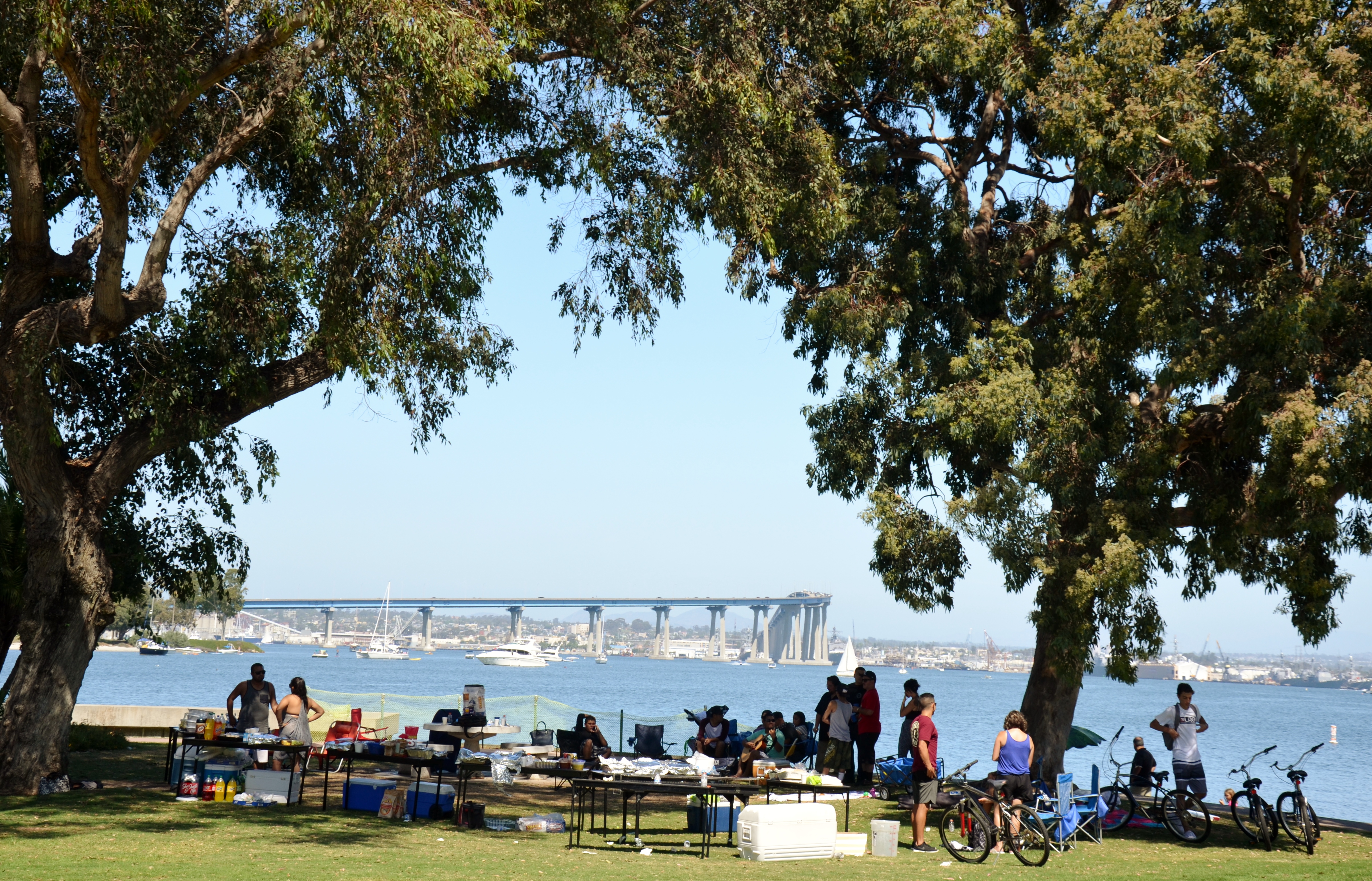 People gathered under large shade trees in a sunny Coronado park near the waterfront.
