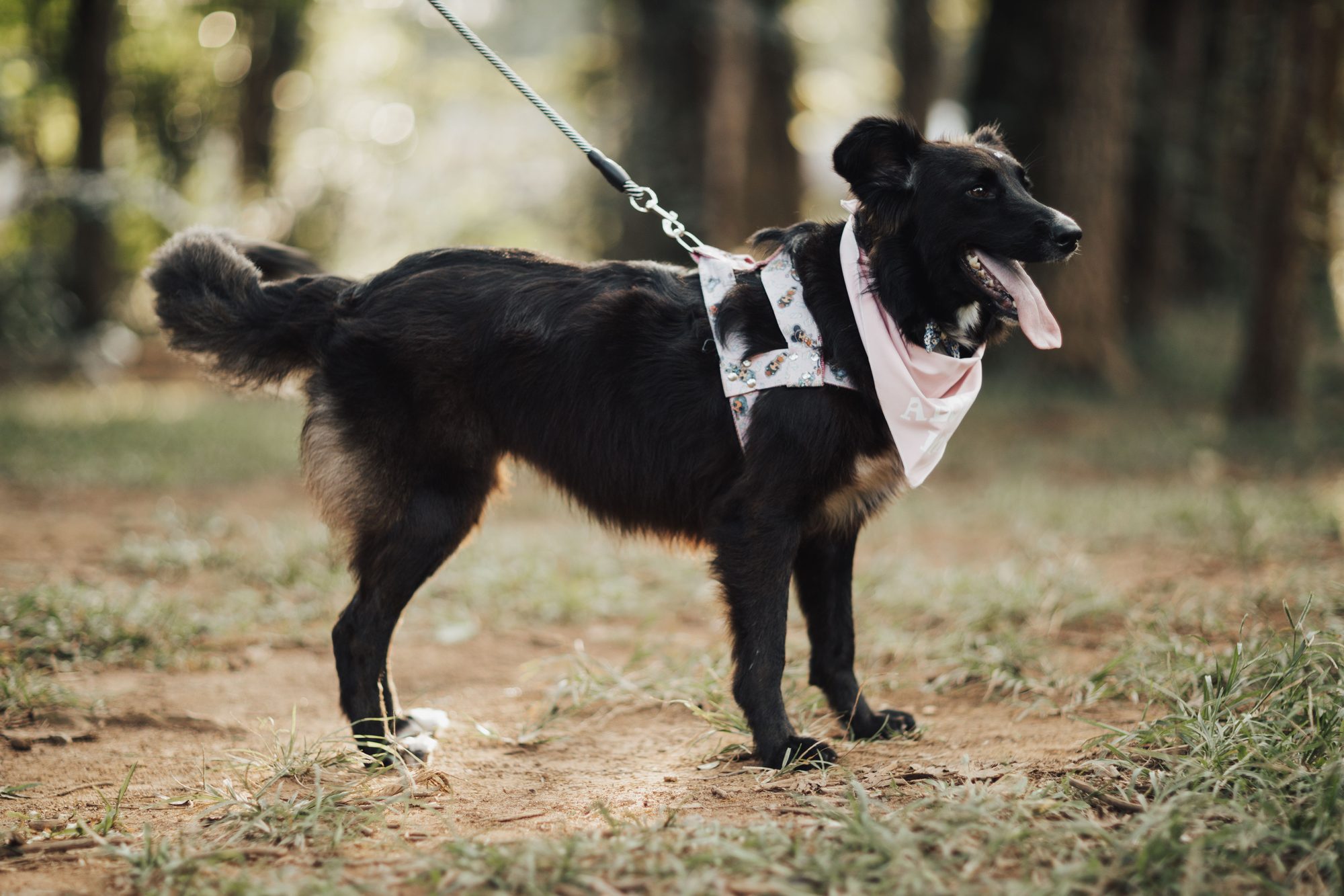 A cute black dog wearing a bandana and leash, enjoying the outdoors in a park setting.