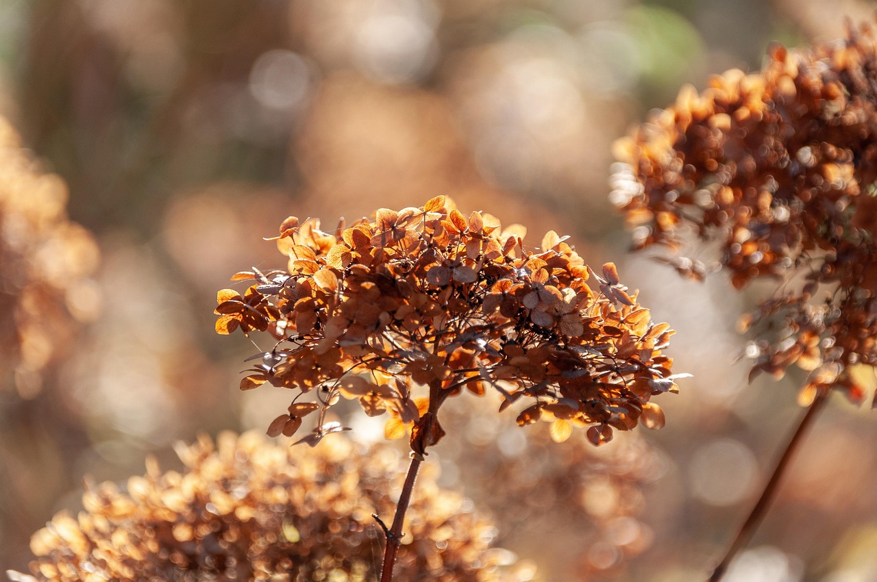 Plant, leaves, flower wallpaper, nature, flower background, beautiful flowers, flowers, light, fall