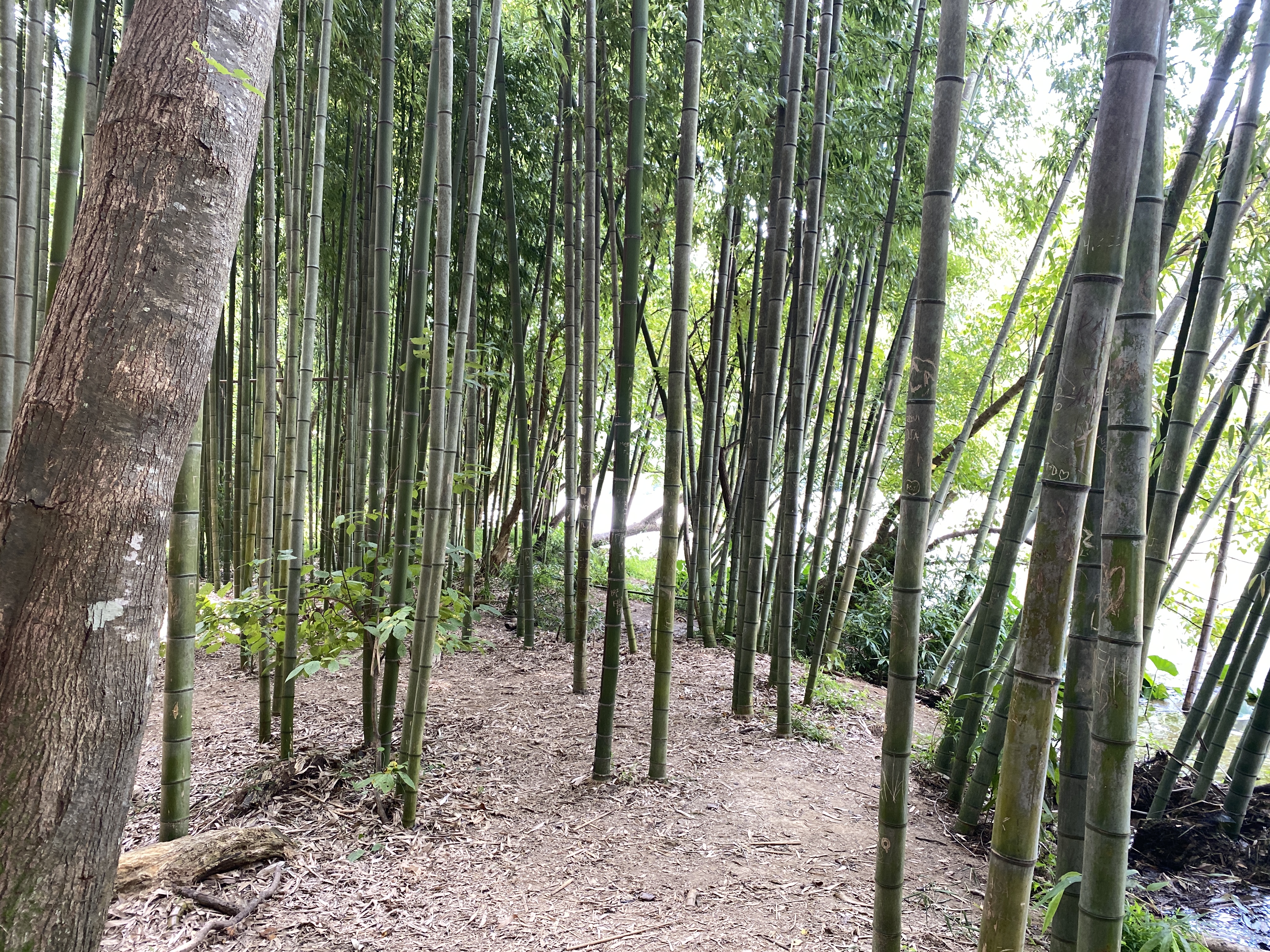 A narrow dirt path winds through tall, dense bamboo stalks in a forest.