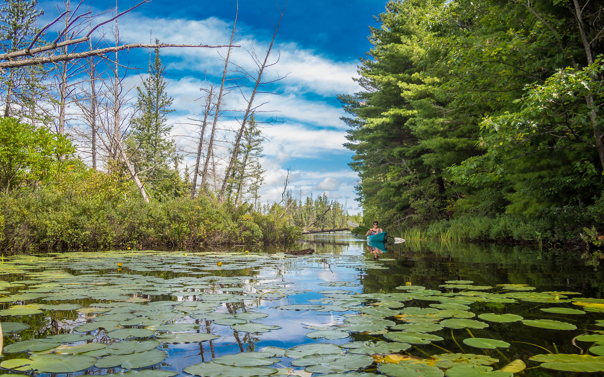 Calm inland lake covered with lily pads, surrounded by pine trees, with a small boat in the distance.