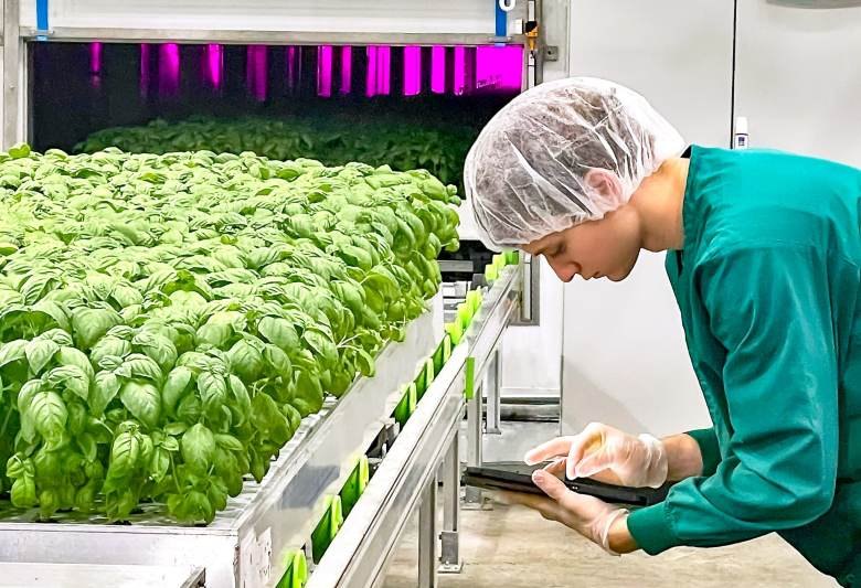 Worker in hairnet and gloves inspects green plants under purple LED grow lights indoors.