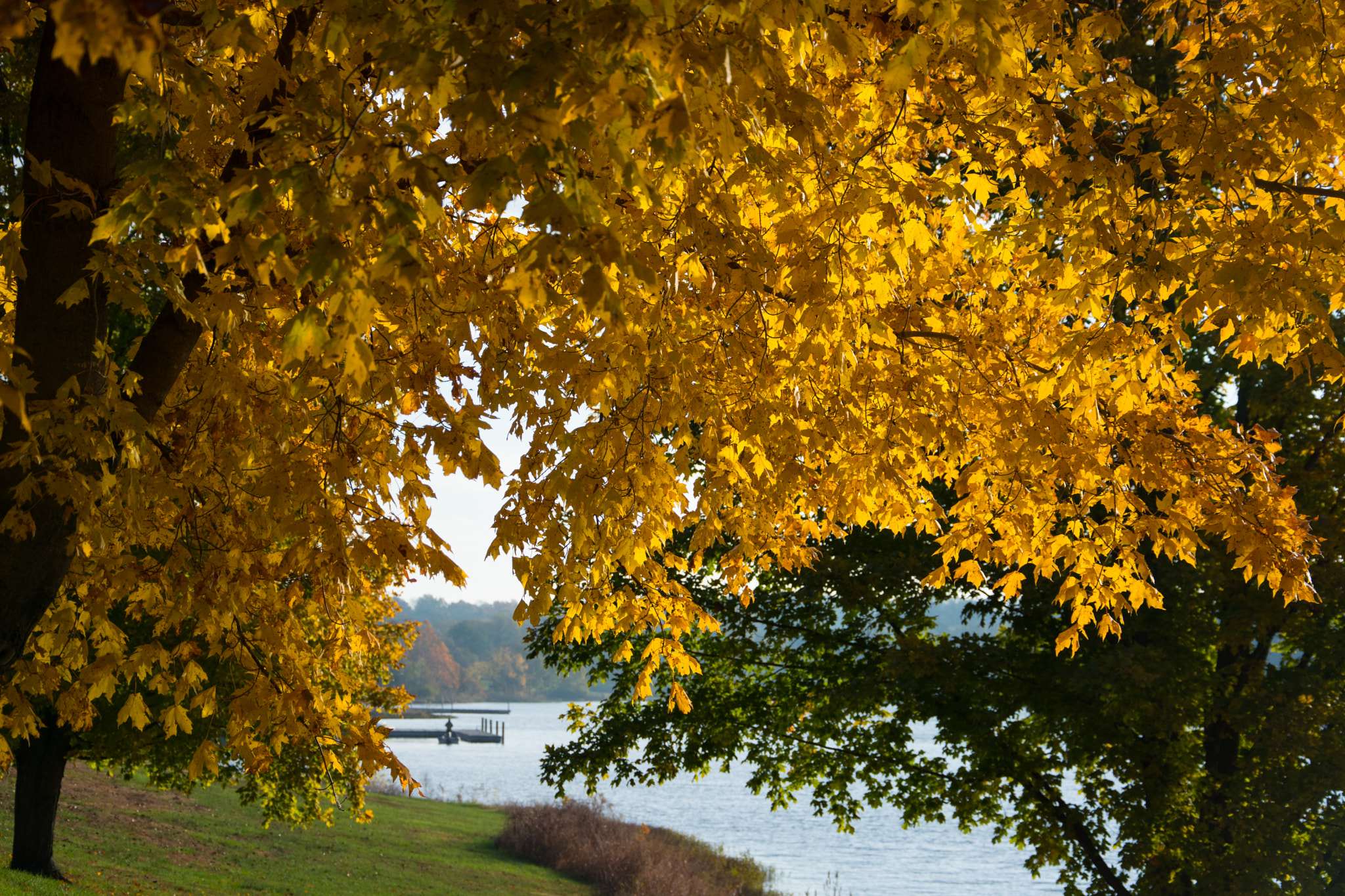 Golden autumn trees frame a calm lake with a dock visible in the background.