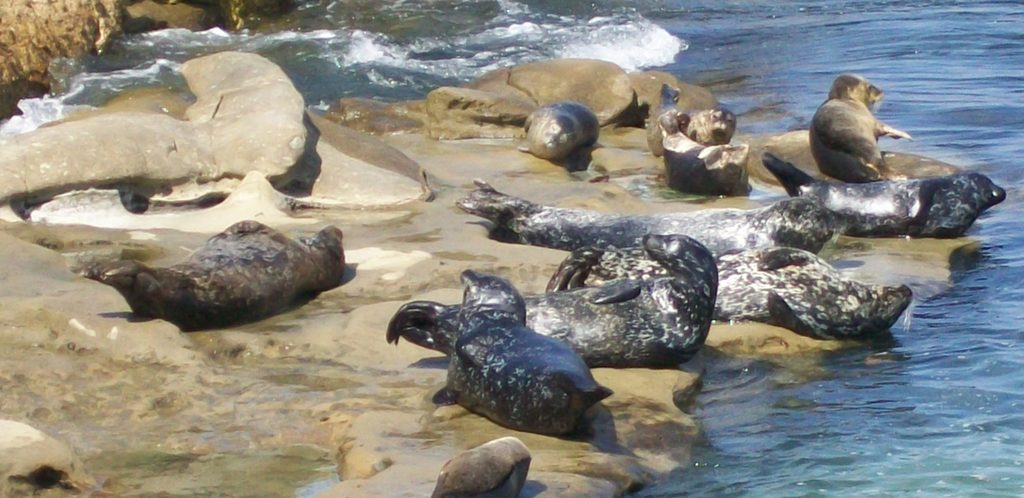 Harbor seals at La Jolla Cove in California