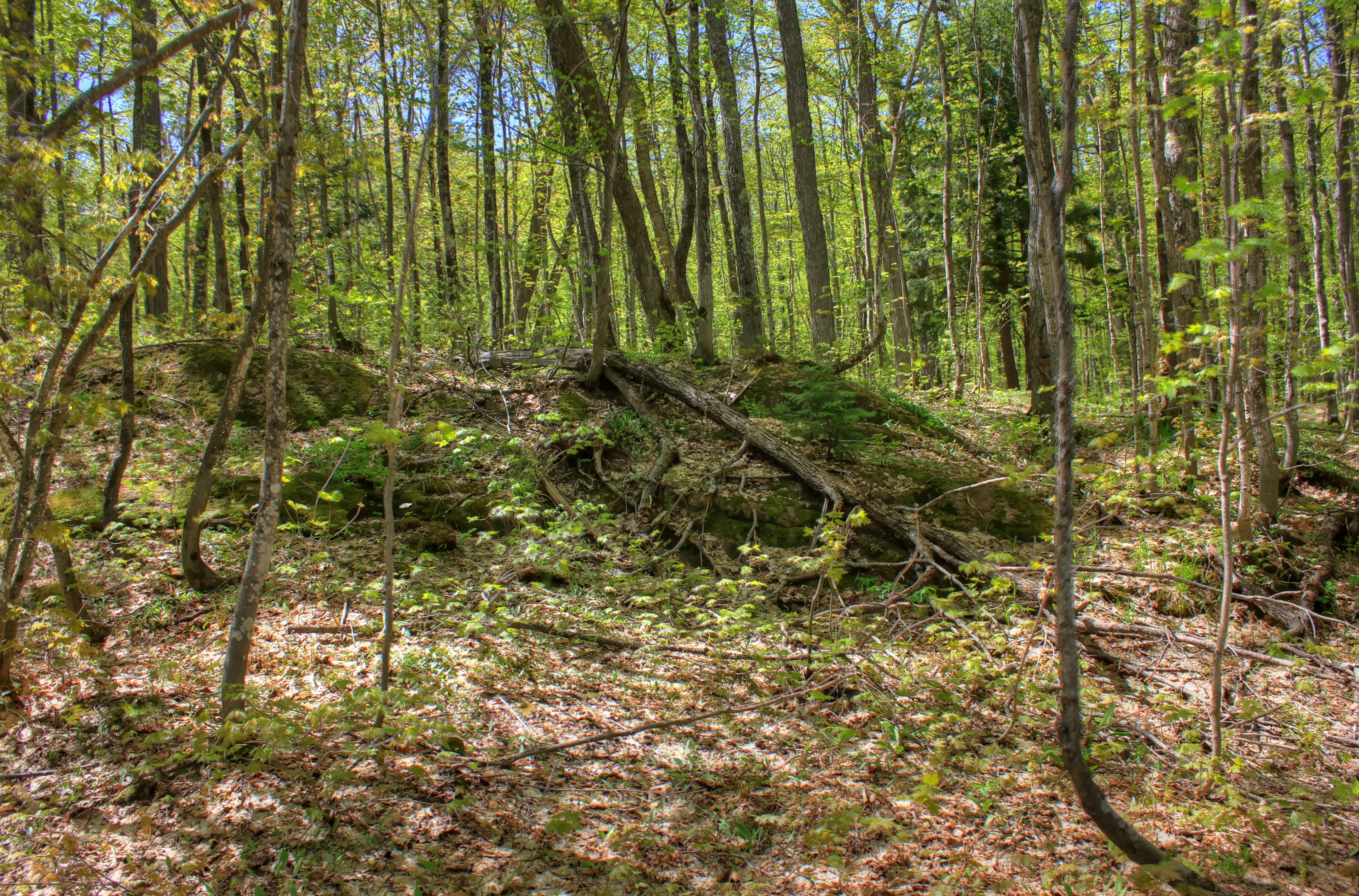 Dense forest of tall deciduous trees with moss-covered logs on the forest floor.