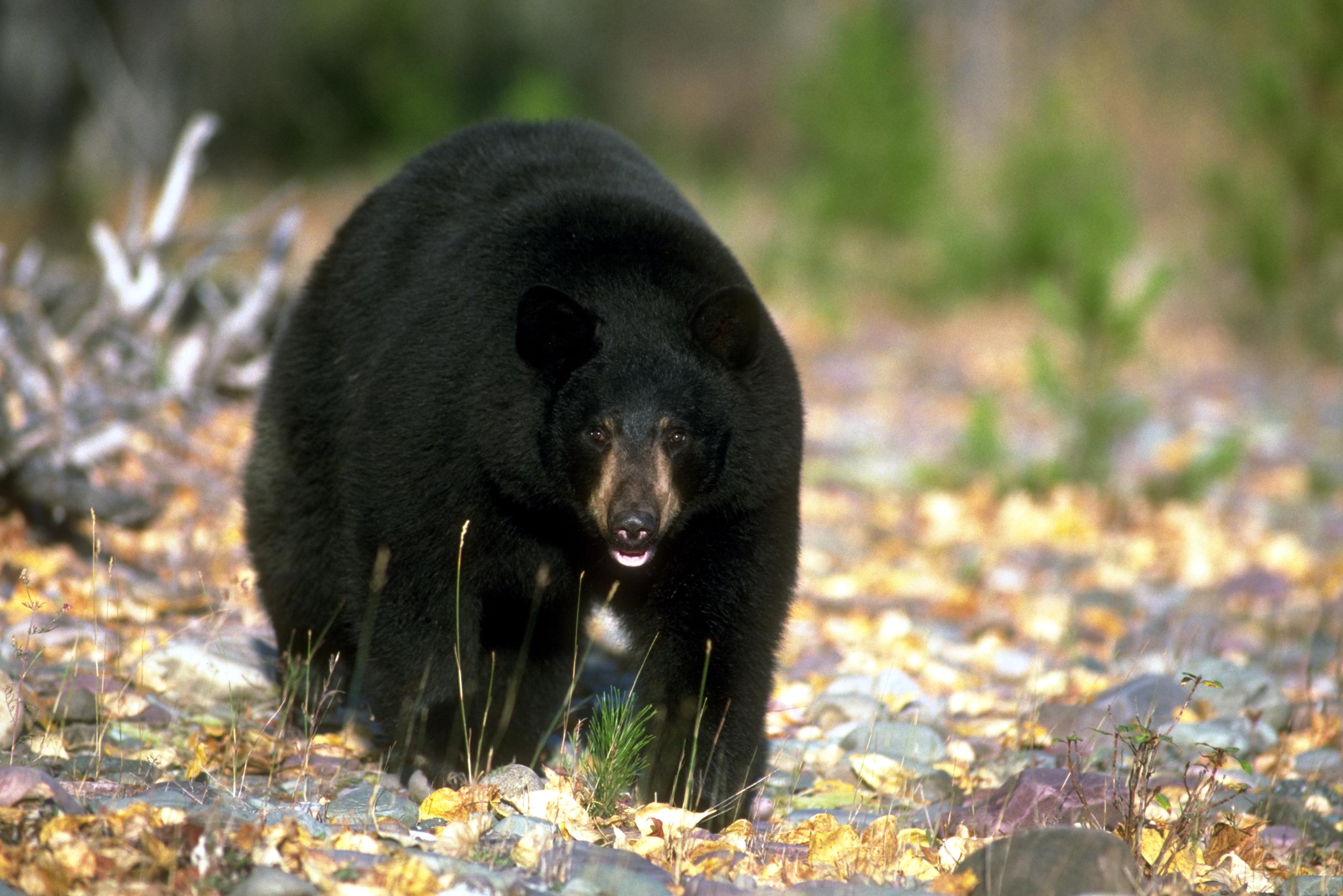 A black bear walks toward the camera through fallen autumn leaves with green vegetation behind it.