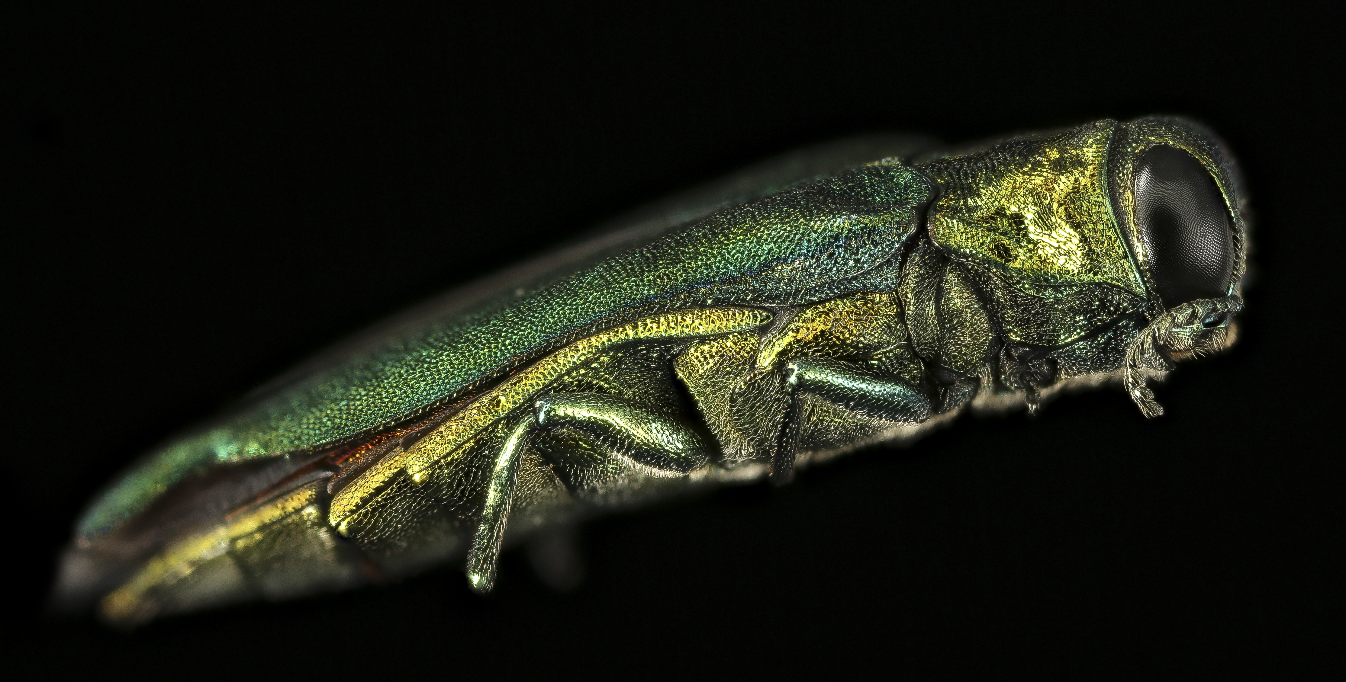 Side-view macro photo of an elongated metallic green beetle against a black background.
