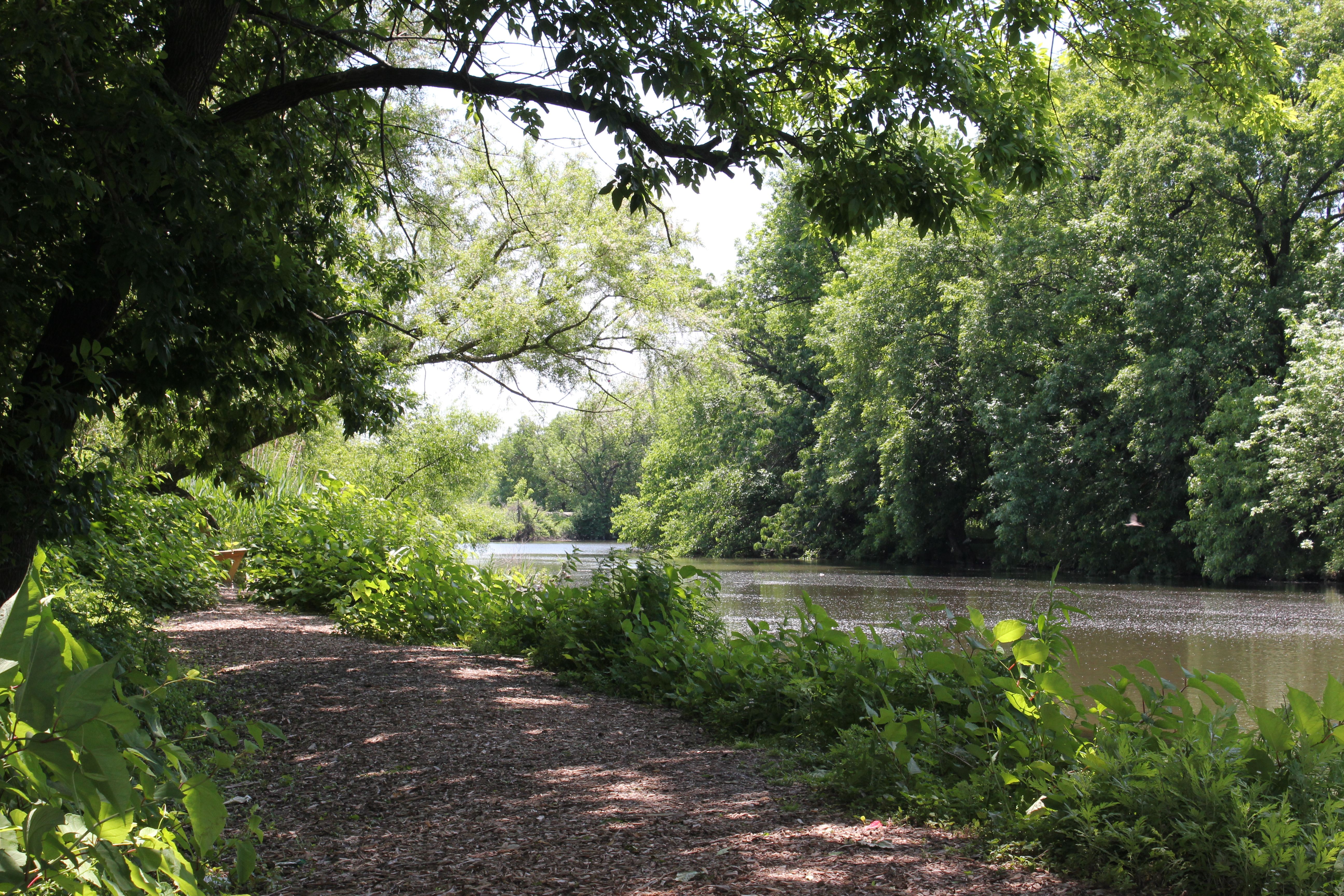 A dirt trail runs alongside a calm creek through dense green summer trees.