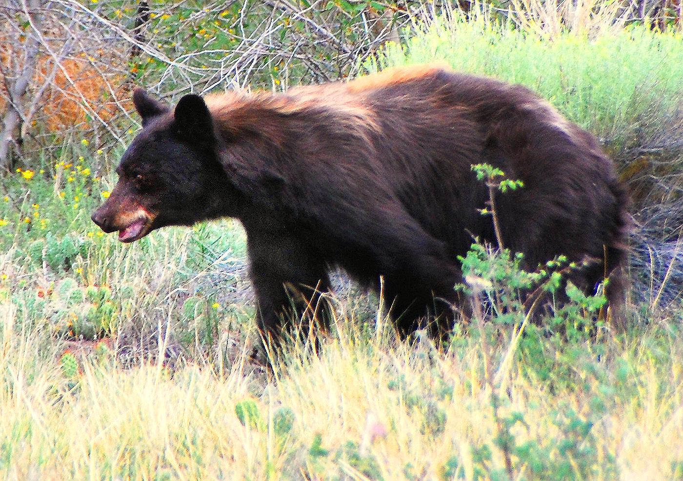 A black bear walking through dry grass and green brush outdoors.