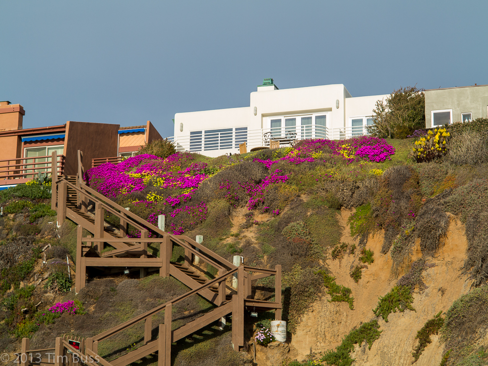 Wooden staircase ascending a coastal bluff covered in bright flowering plants.