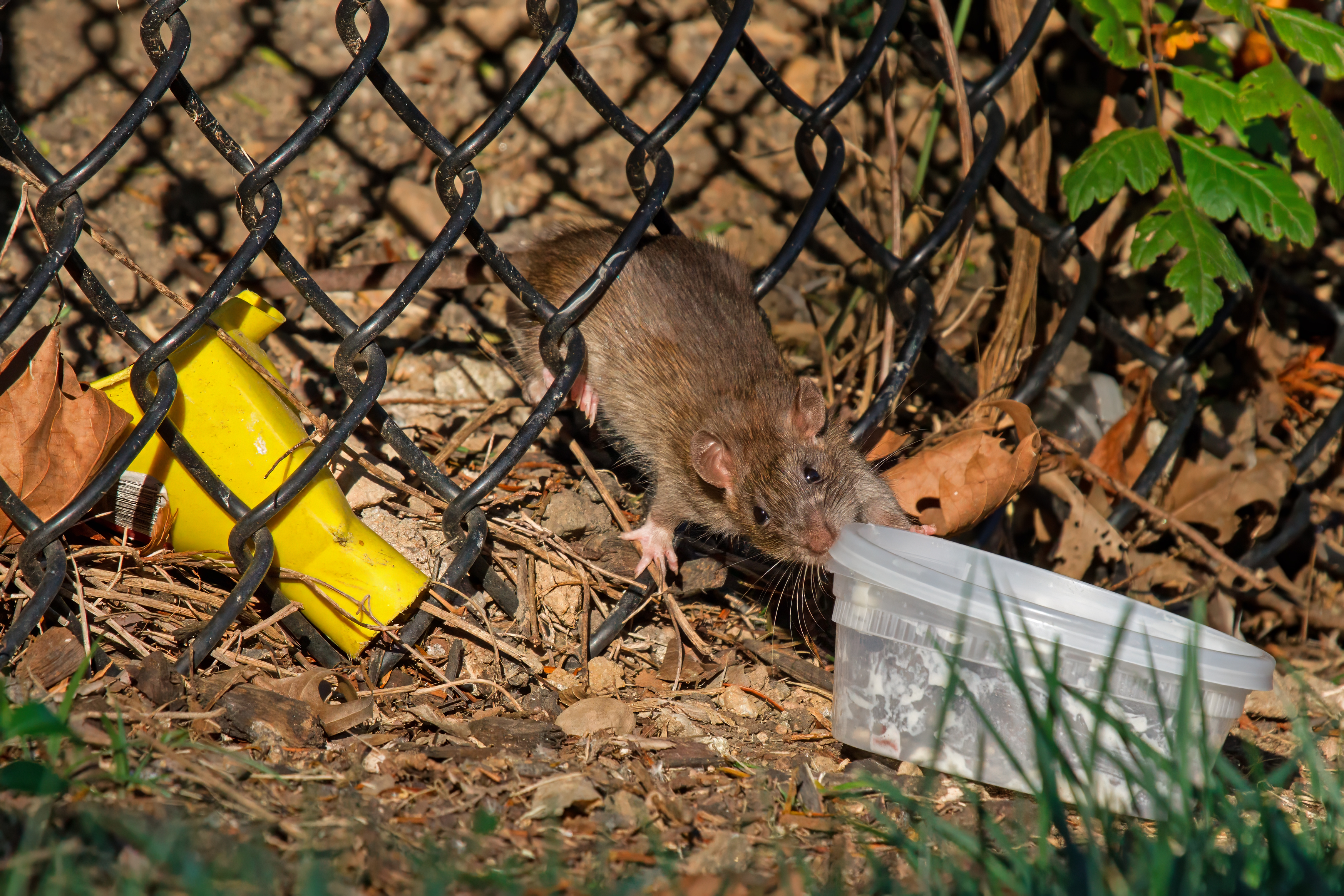 A brown rat sniffs a discarded plastic container on the ground near a fence.