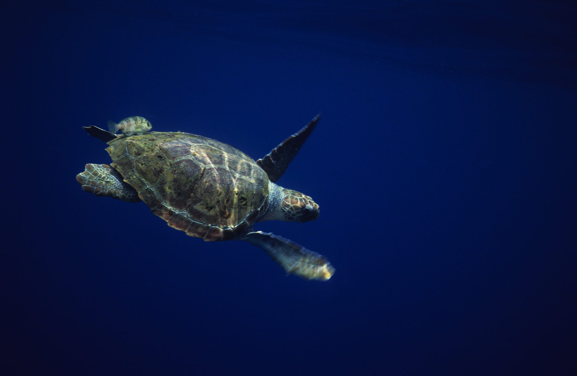 loggerhead turtle,caretta caretta, swimming, tenerife, canary isles