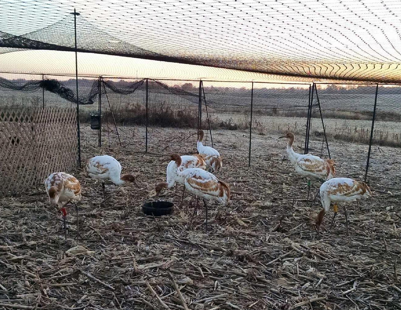 Seven large white and brown birds standing inside a netted outdoor enclosure.