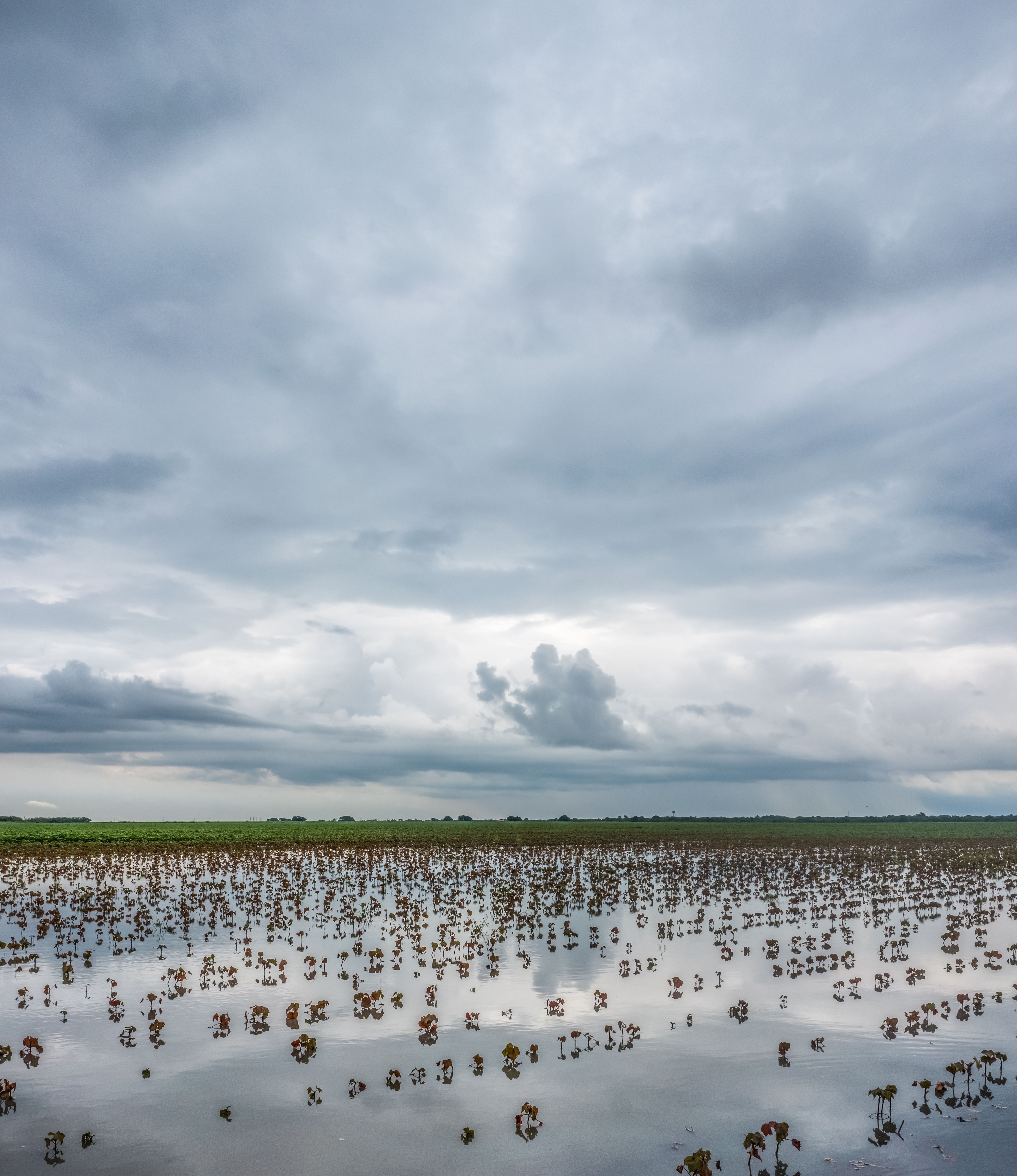Aerial view of a flooded field with standing water and stressed crops under dark storm clouds.