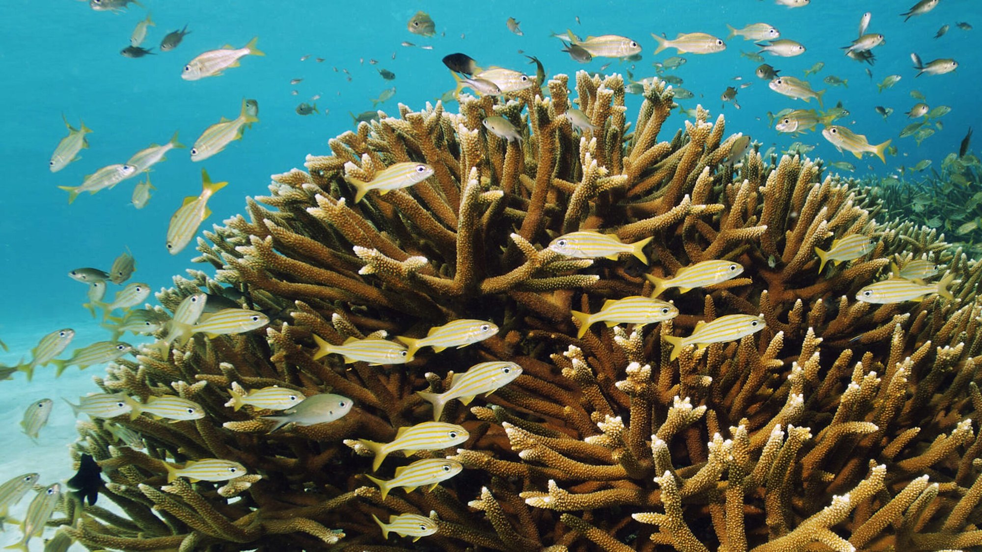 Dense branching staghorn coral colony surrounded by a school of small tropical fish in clear blue water.