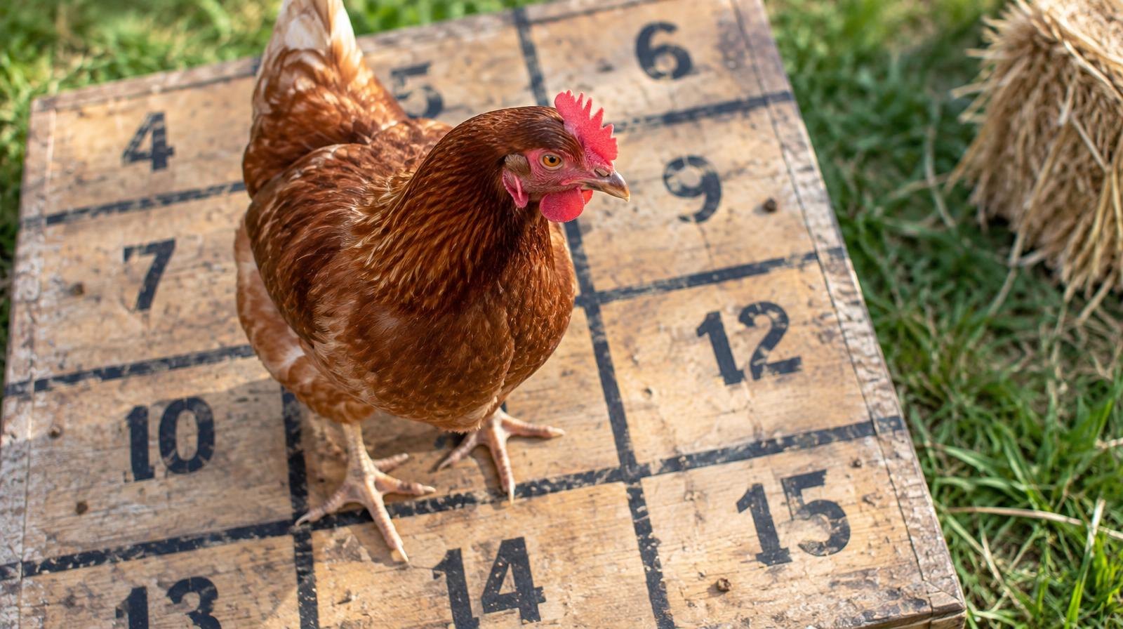 A chicken standing on a wooden board painted with a numbered grid of squares.