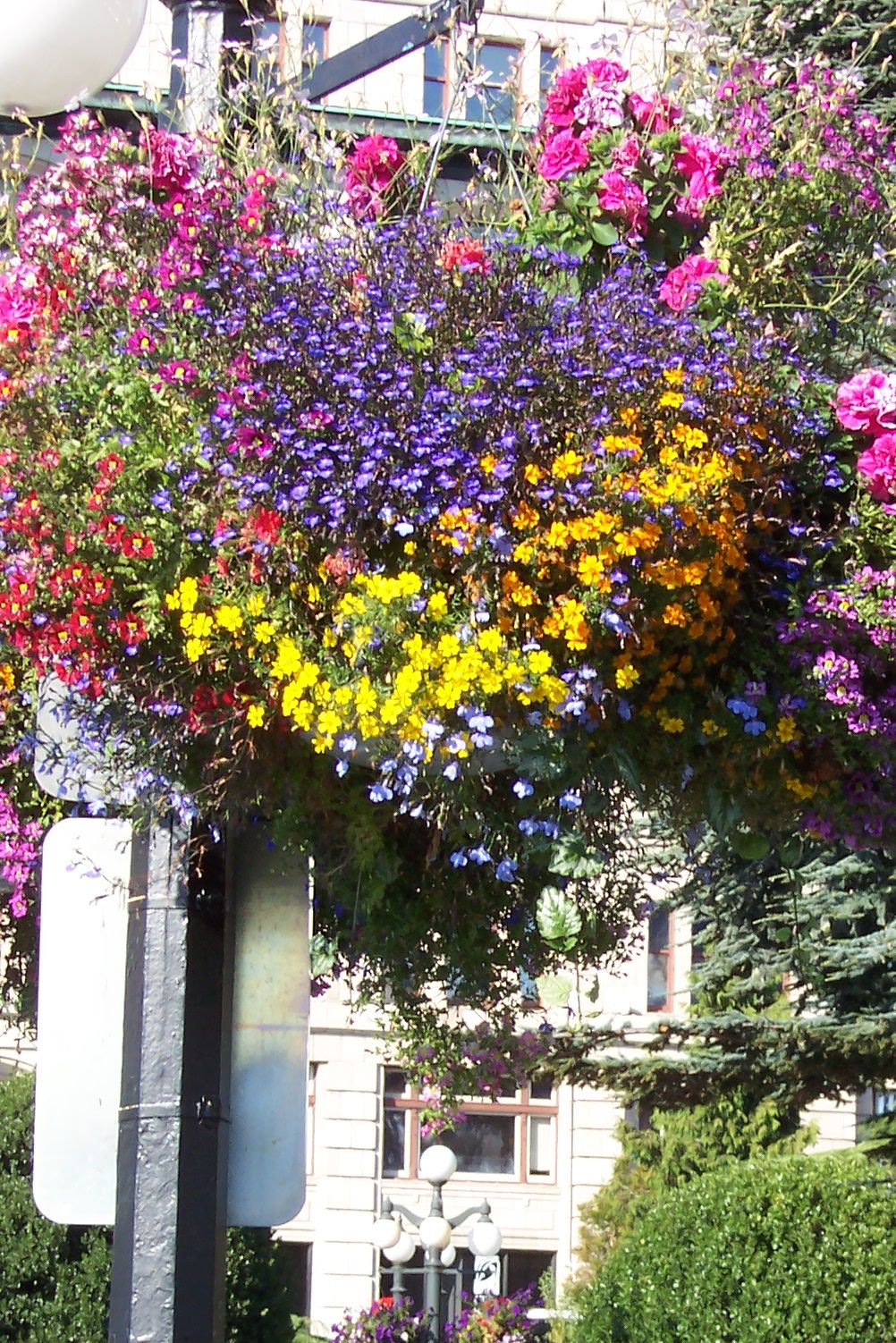Hanging flower basket with multicolored blooms on a street lamppost, building in background.
