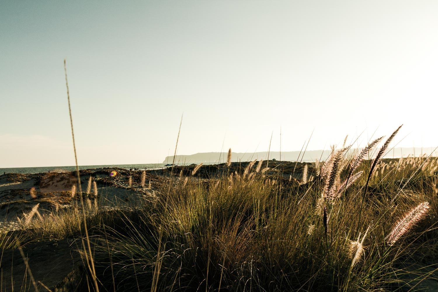 Tall beach grasses on sandy coastal dunes with the ocean visible in the background.