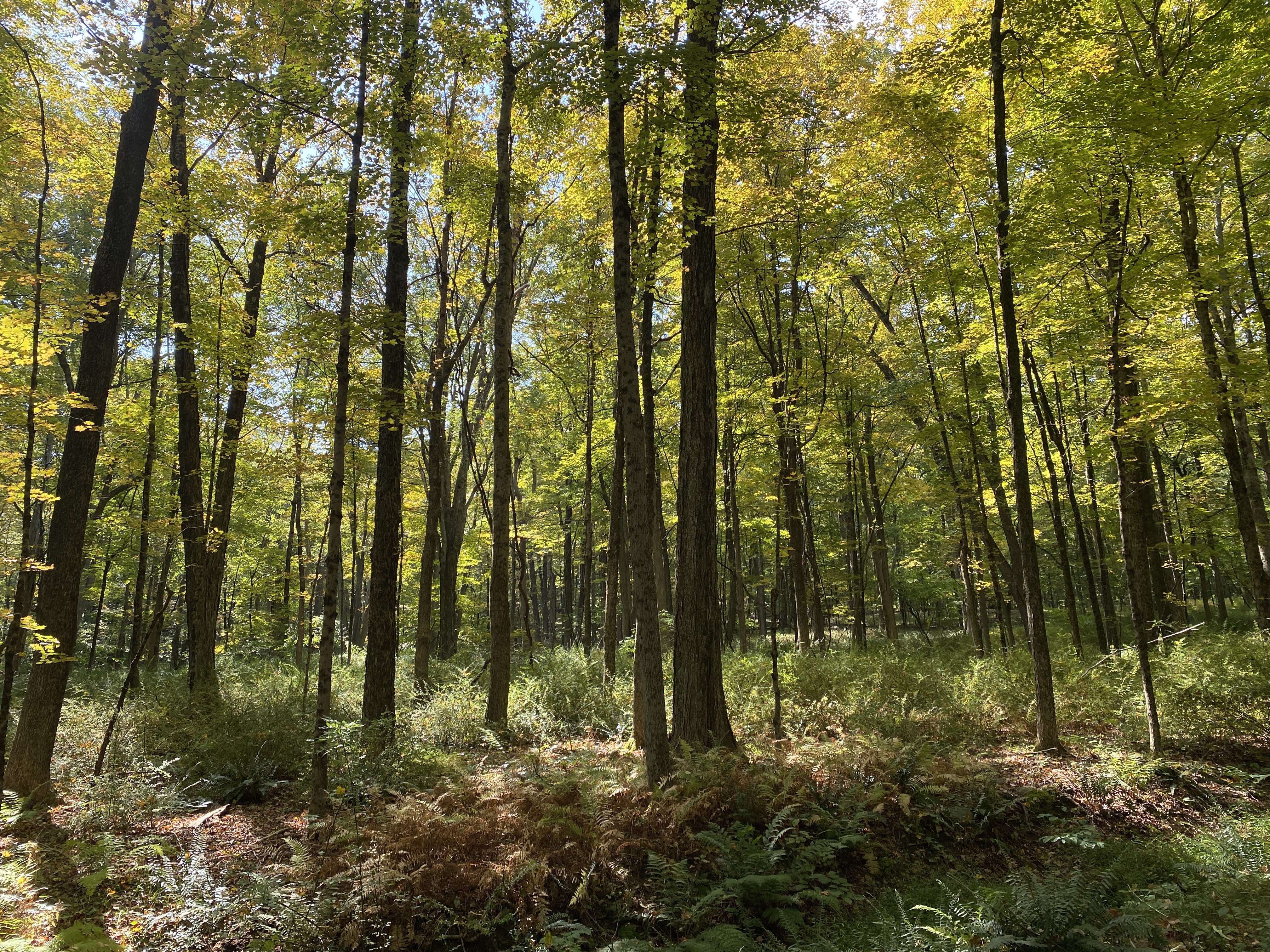 Sunlit forest trail lined with tall thin trees and ferns on the floor.
