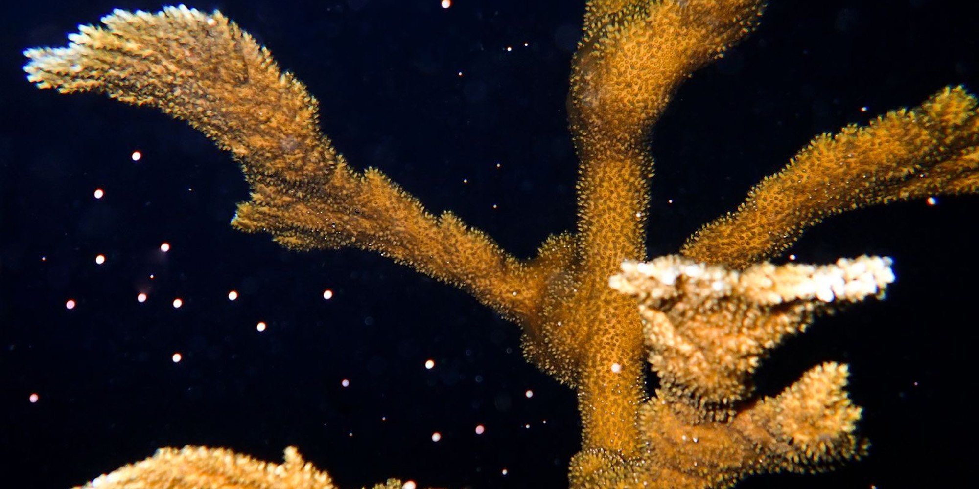 Branching elkhorn coral with small white spawning particles suspended in dark water.