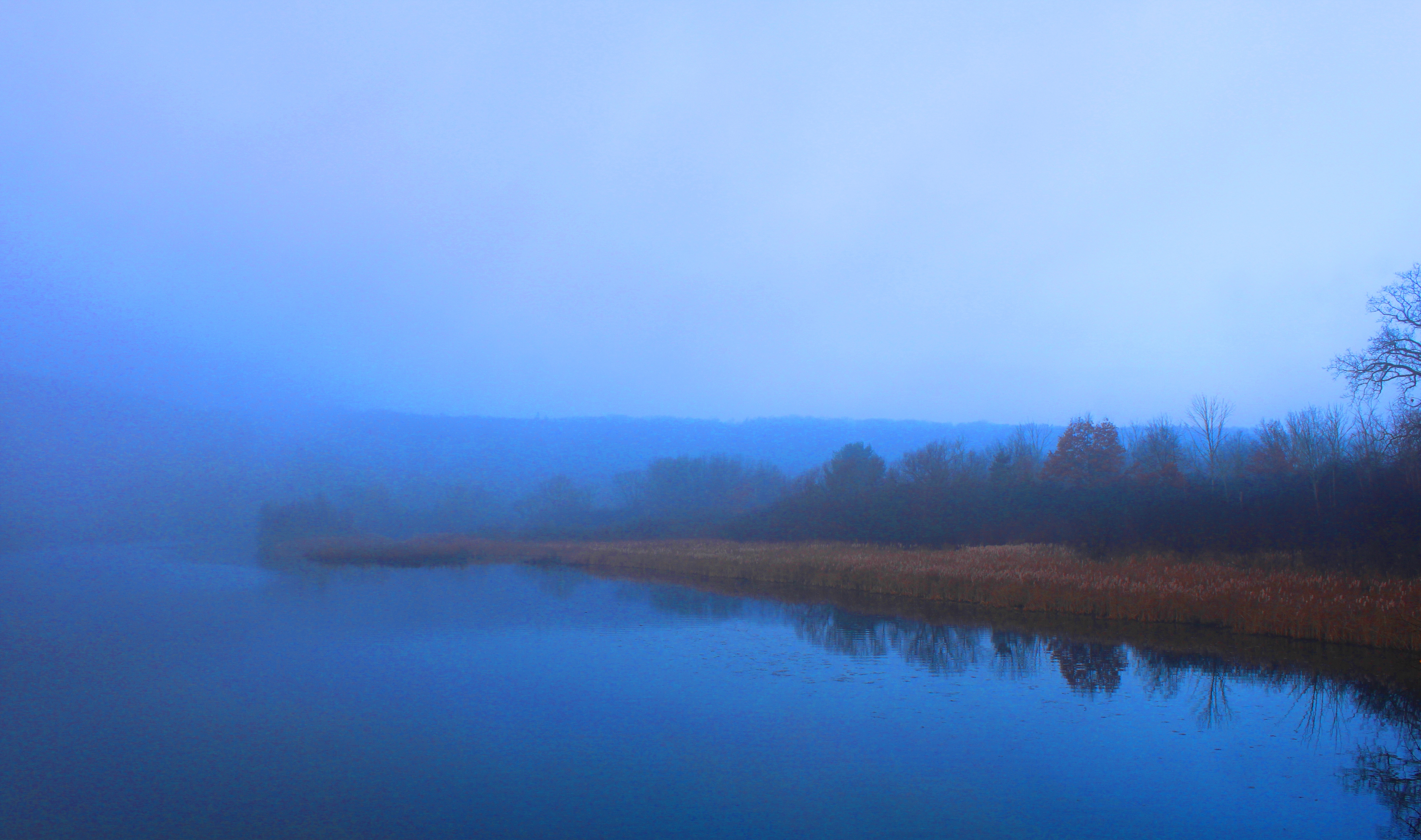 Foggy river scene with calm water reflecting bare trees and golden reeds along the bank.