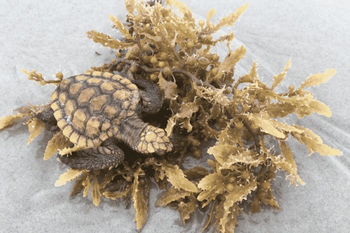 A small sea turtle hatchling nestled in a clump of dried golden-brown seaweed.