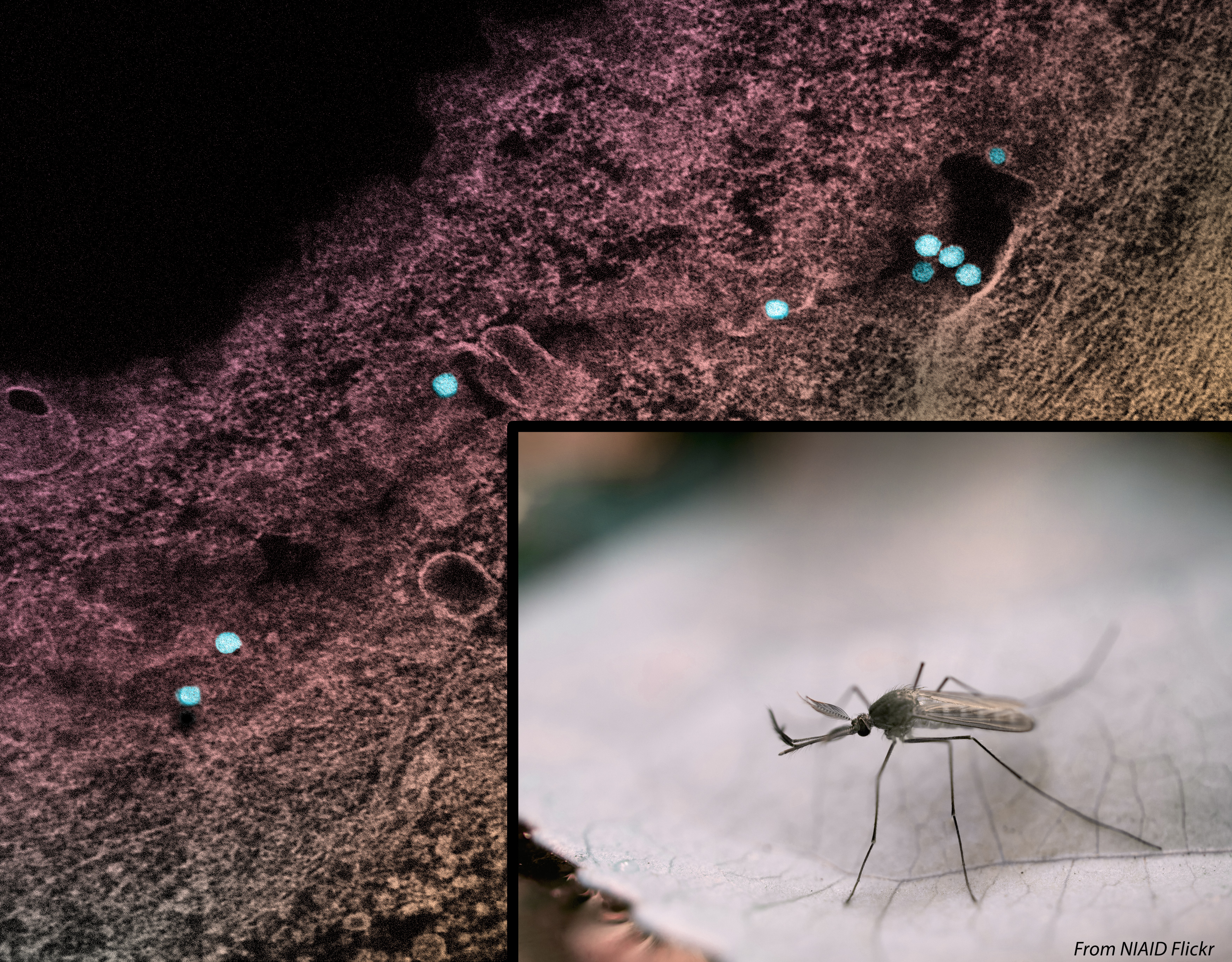 A male Culex mosquito beside a micrograph showing teal West Nile virus particles in an infected cell.