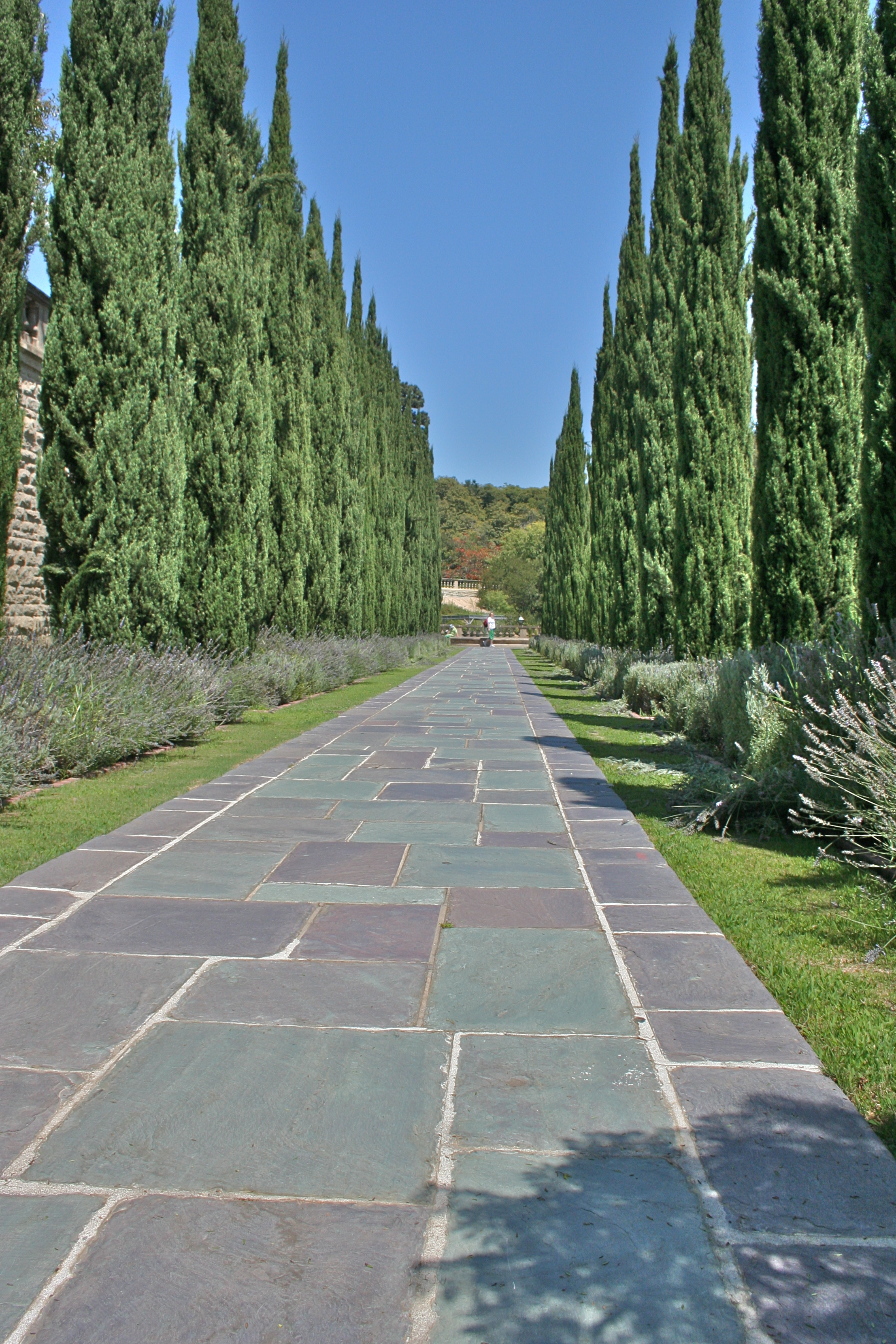 Stone garden pathway flanked by tall cypress trees and lavender plantings under a blue sky.