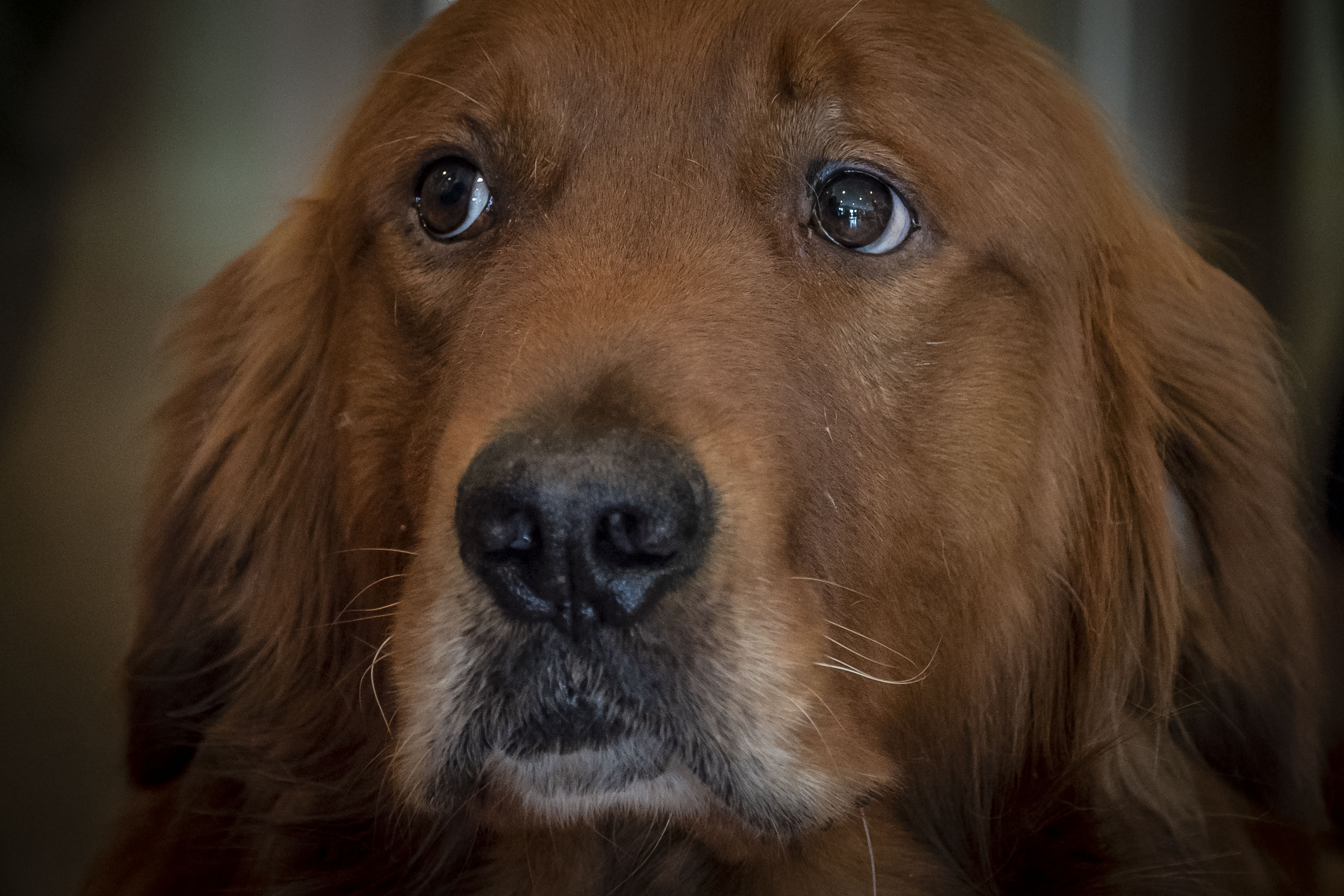 Close-up portrait of a Golden Retriever with reddish-brown fur looking at the camera.