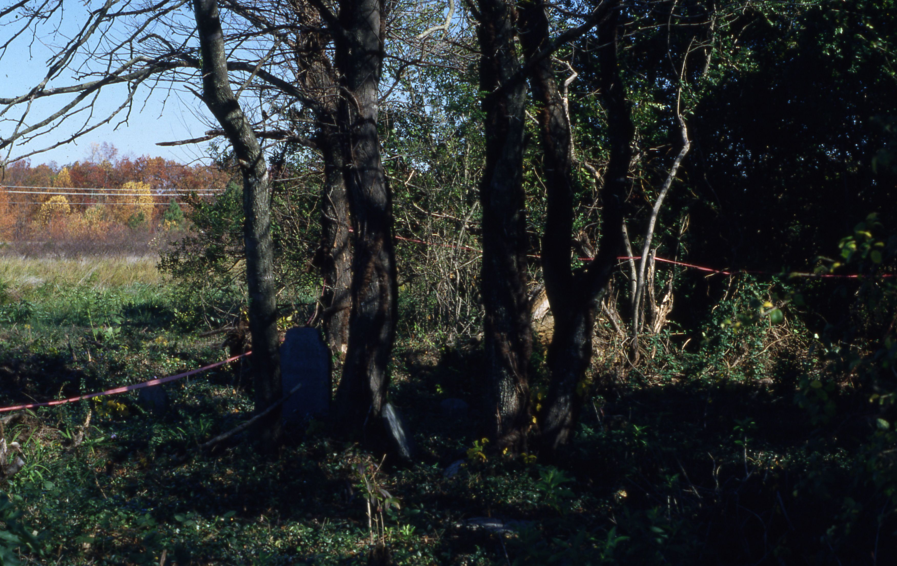 Overgrown cemetery with trees among grave sites, broken headstones, and caution tape between trunks.