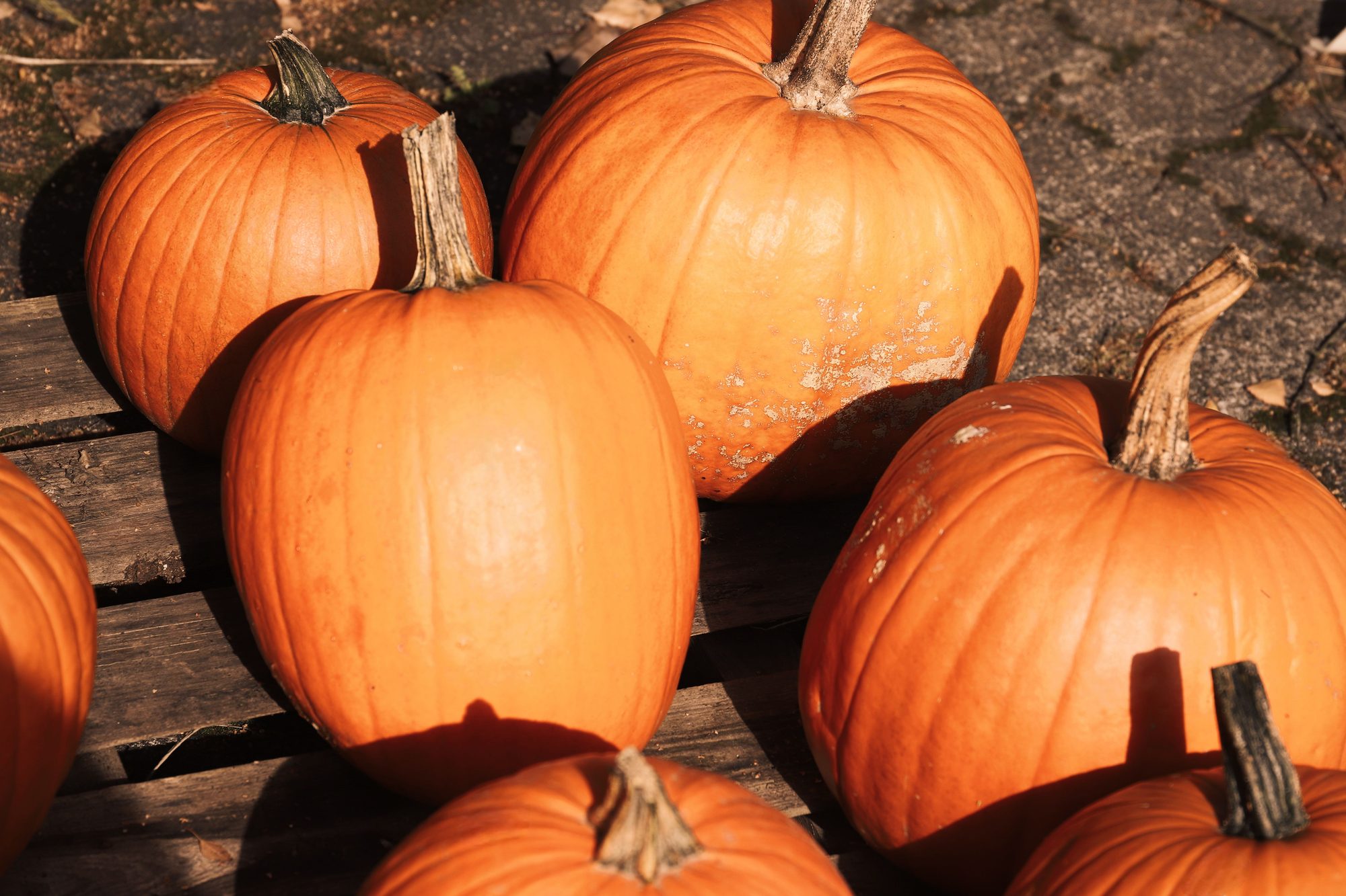 A group of bright orange pumpkins on a wooden surface, capturing the essence of autumn harvest.