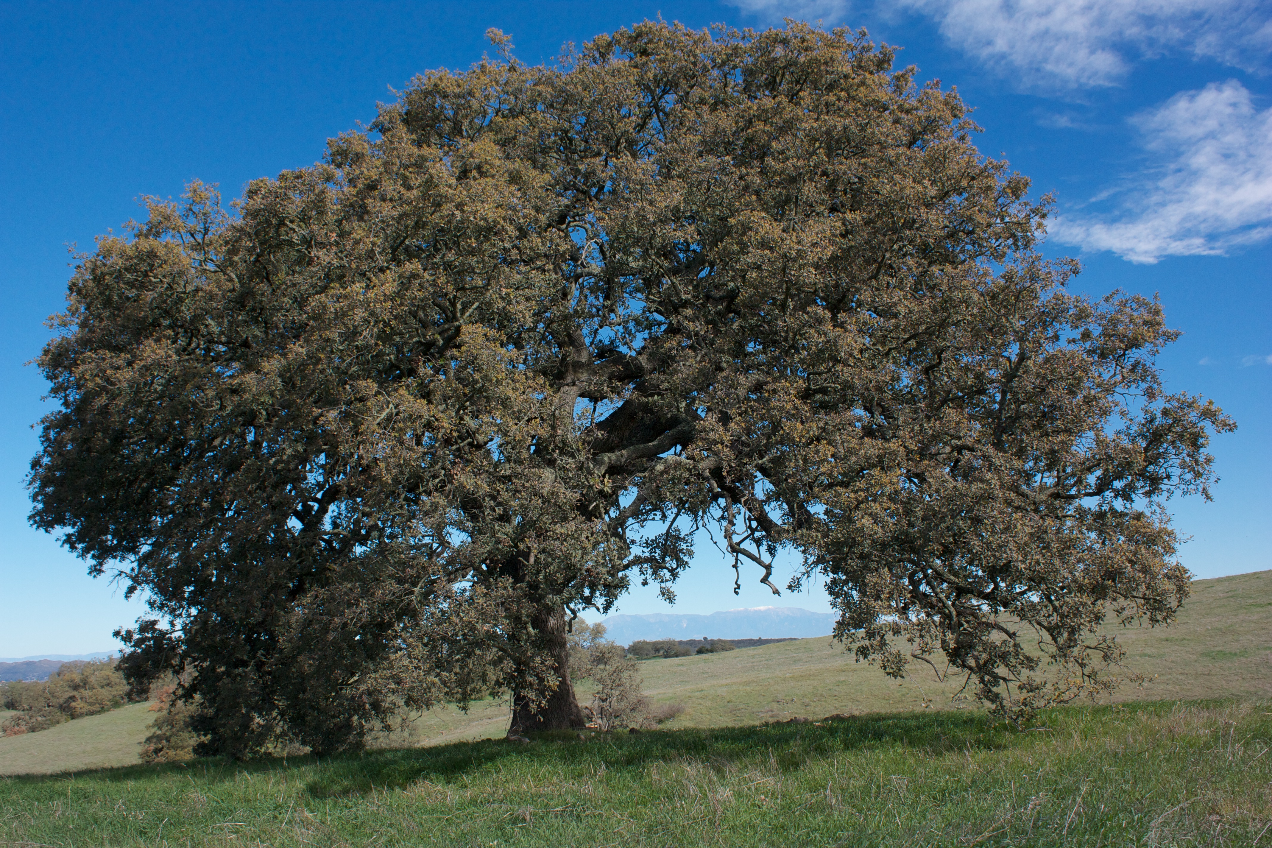 Large oak tree on open grassland hillside under a blue sky with distant mountain peak.