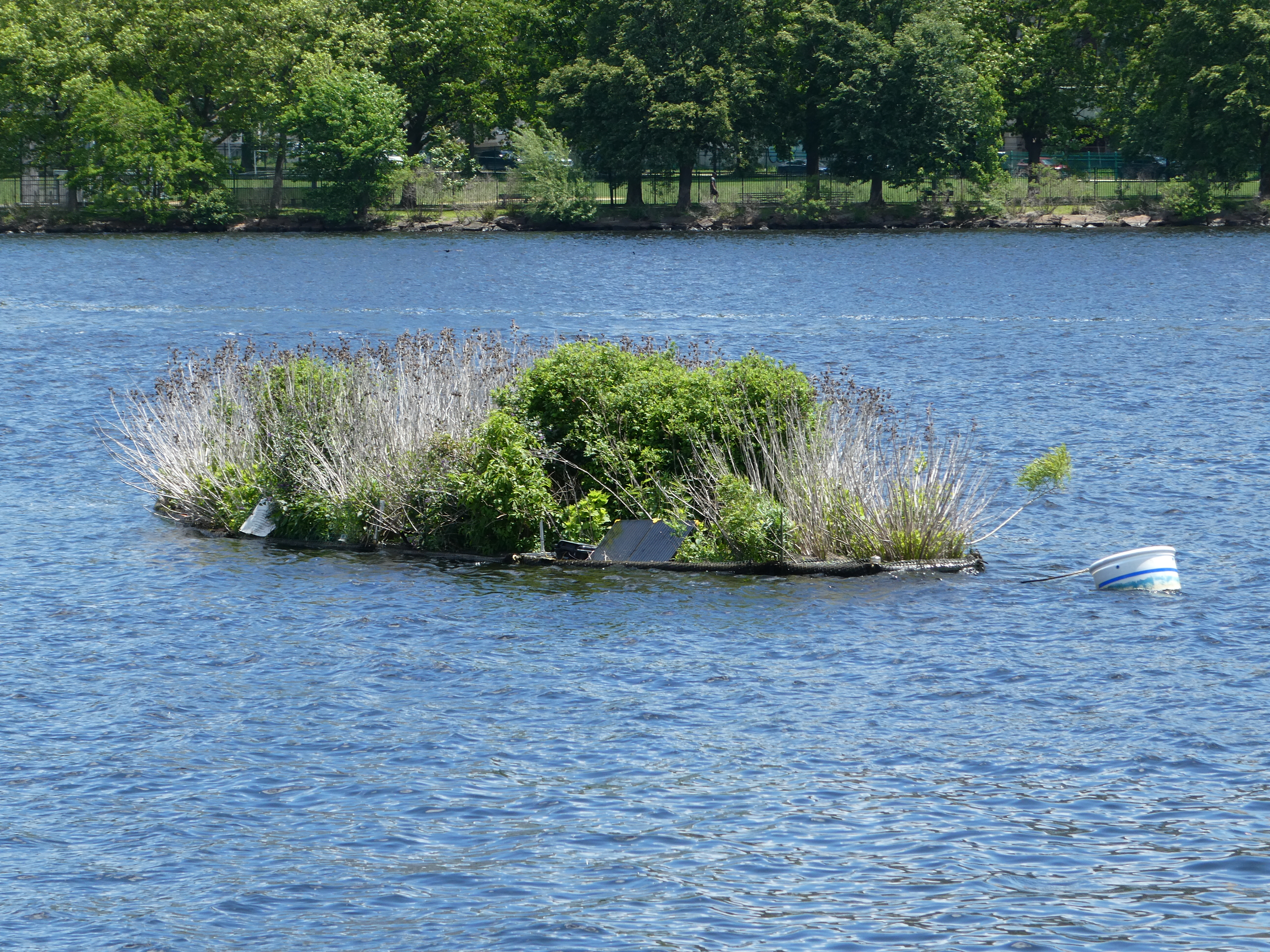 A floating wetland island covered with grasses and shrubs sits in the Charles River, trees visible on the far shore.