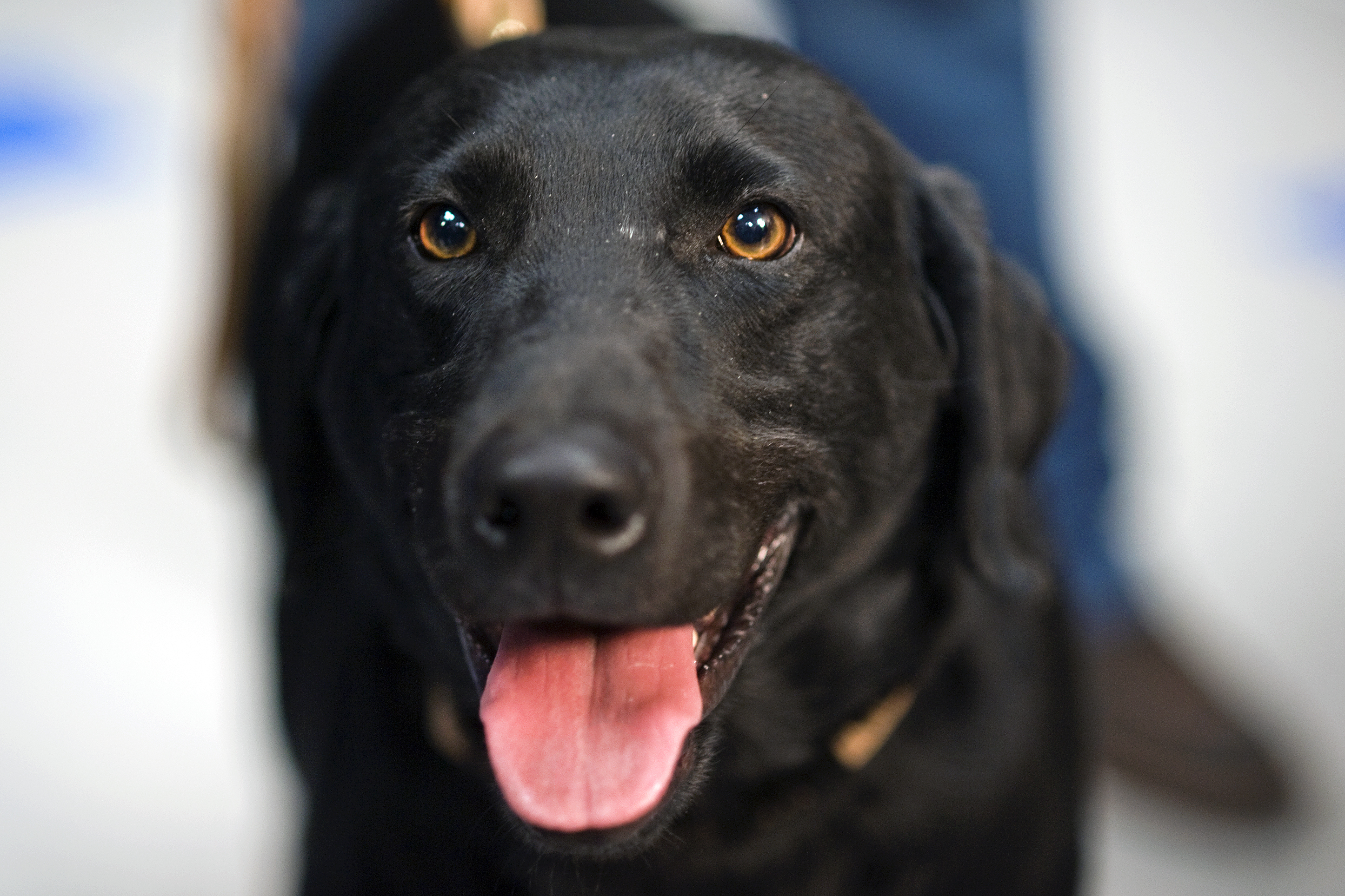 Close-up of a black Labrador retriever with tongue out, looking directly at the camera.