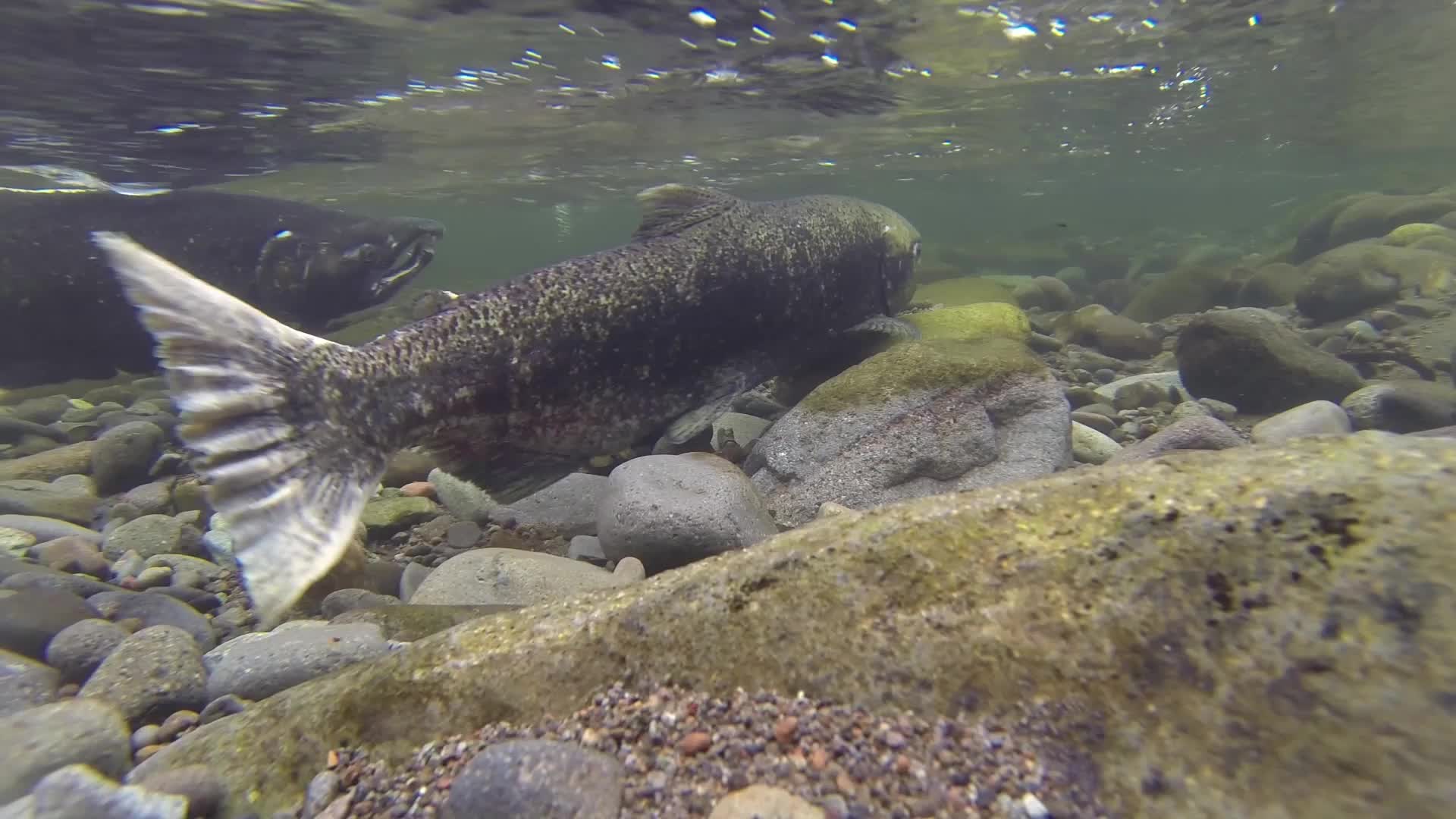 Two salmon swimming underwater over a rocky gravel riverbed in a clear stream.