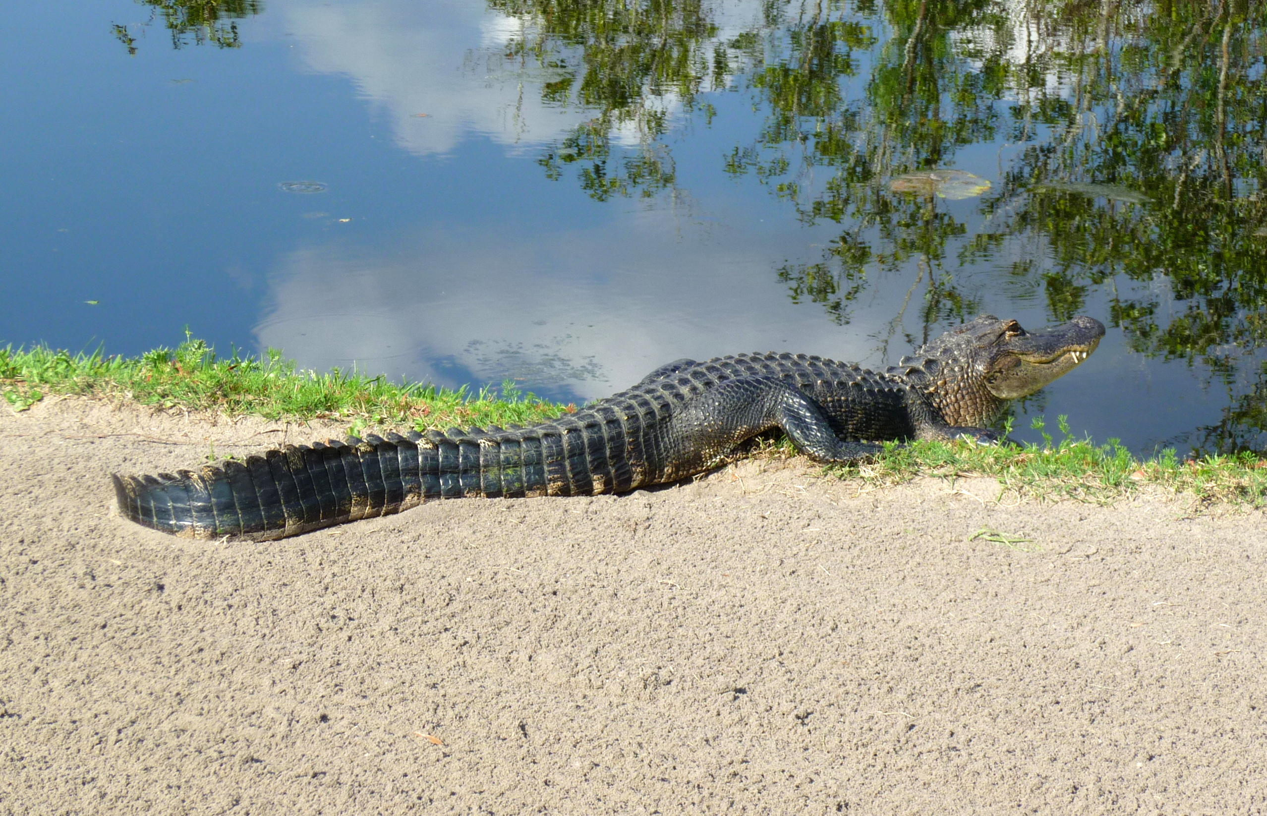 An alligator rests on a sandy path beside a golf course water hazard.