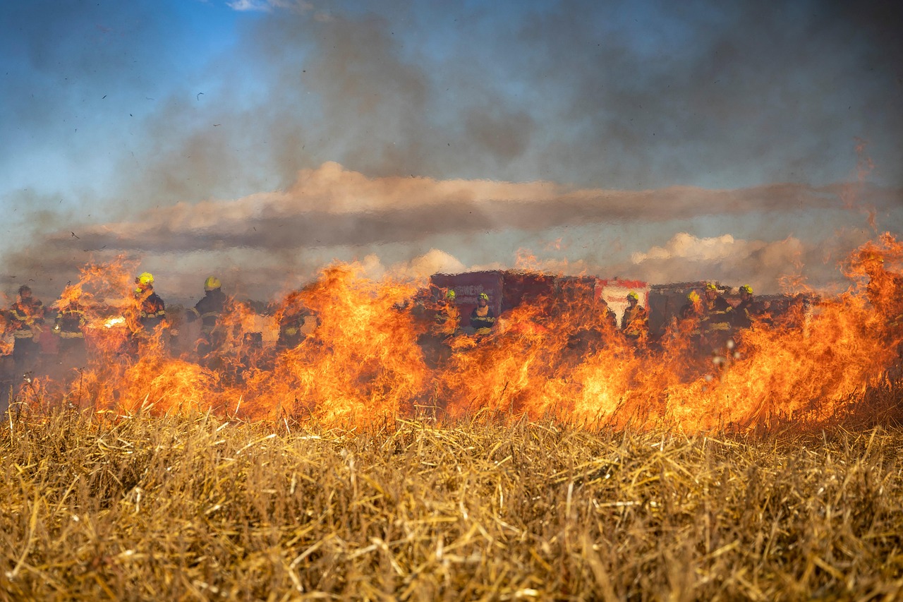 Fire, field, firefighting, wildfire, bushfire, firefighter, burning, nature, smoke, meadow, grass, catastrophe