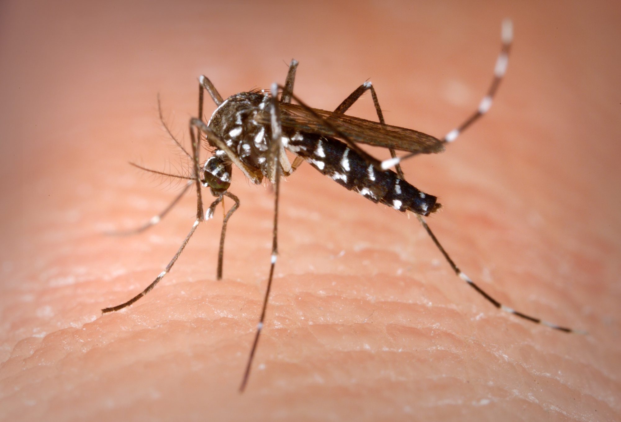 This is an Aedes albopictus female mosquito obtaining a blood meal from a human host.
Under experimental conditions the Aedes albopictus mosquito, also known as the Asian tiger mosquito, has been found to be a vector of West Nile virus. Aedes is a genus of the Culicine family of mosquitos.