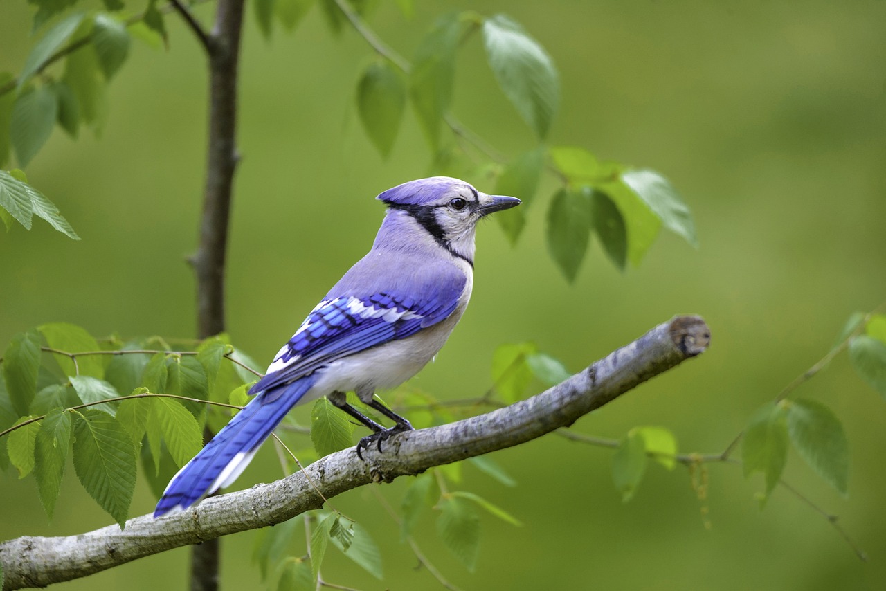 Bluejay, feather, spring, nature, colorful, wildlife, birds, garden, branch, audubon, green spring, bluejay, bluejay, bl