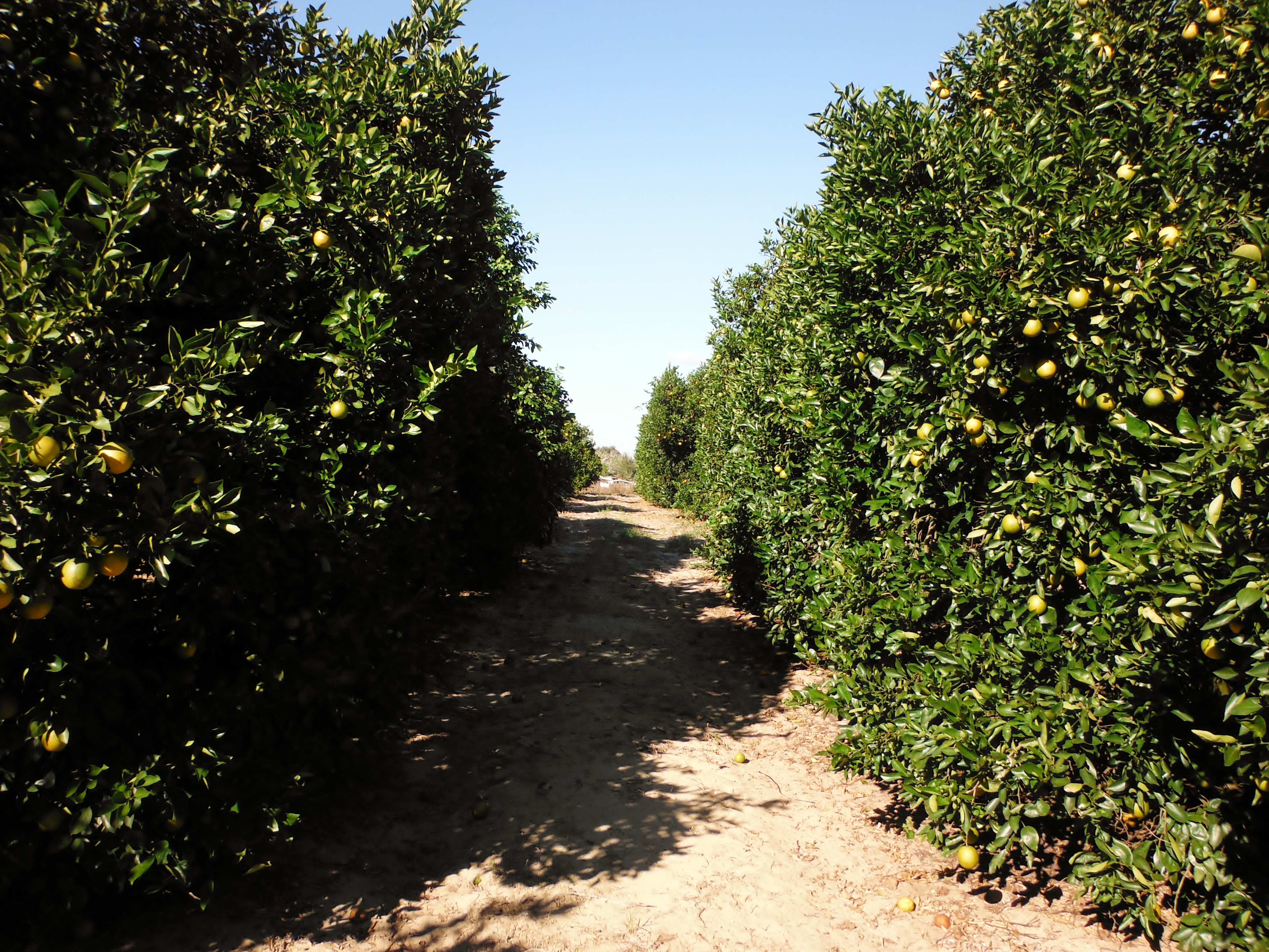 Rows of green citrus trees bearing fruit along a dirt path in a sunny grove.