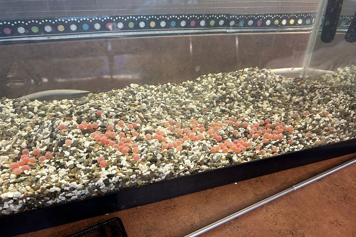 Pink and orange salmon eggs scattered across gravel inside a classroom aquarium tank.