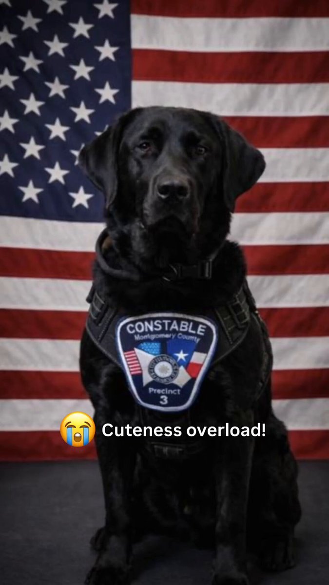 Black Labrador Retriever wearing a tactical vest with a law enforcement patch, posed before an American flag.