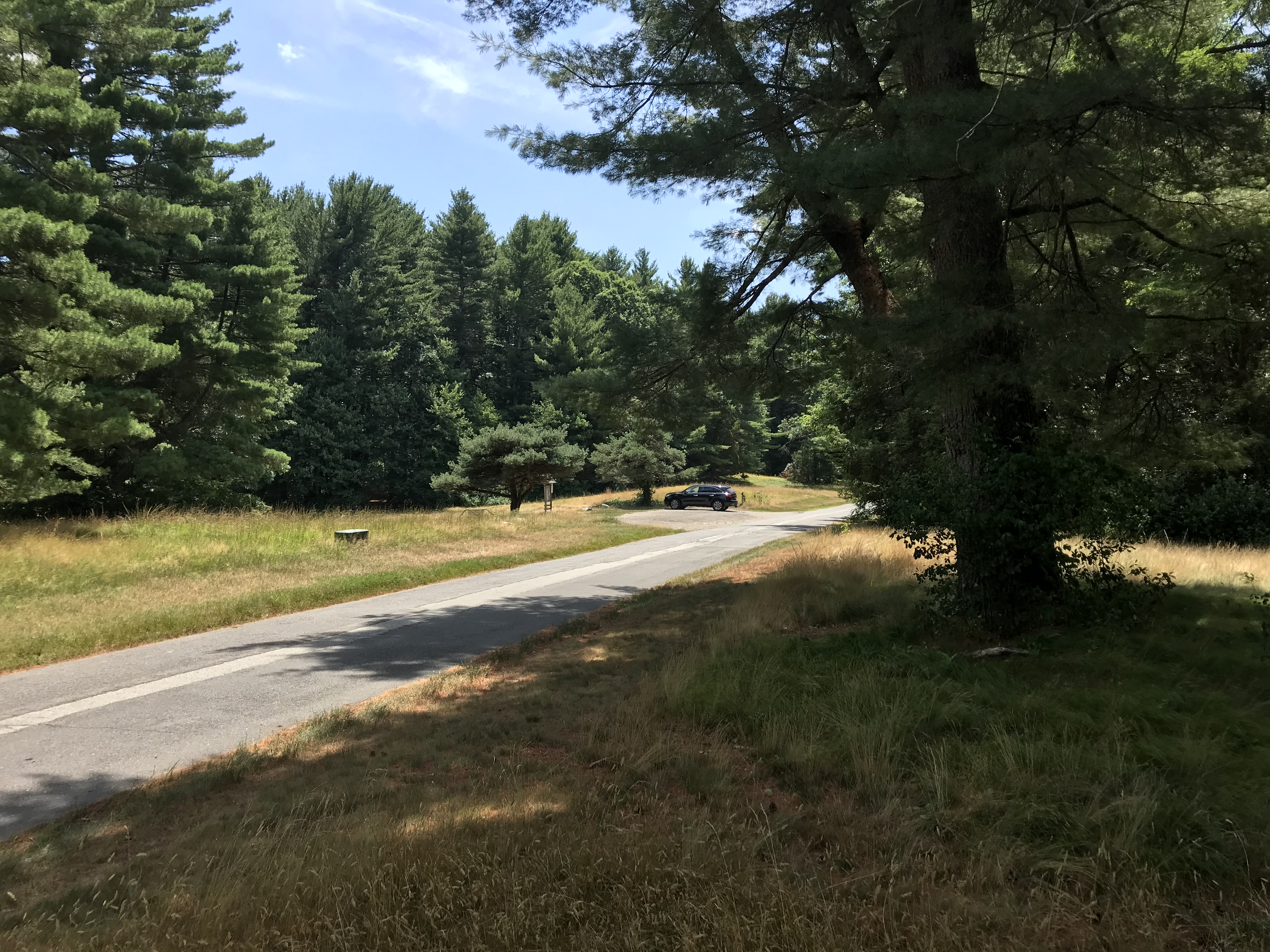 A paved road winding through a wooded landscape with tall pine and deciduous trees.