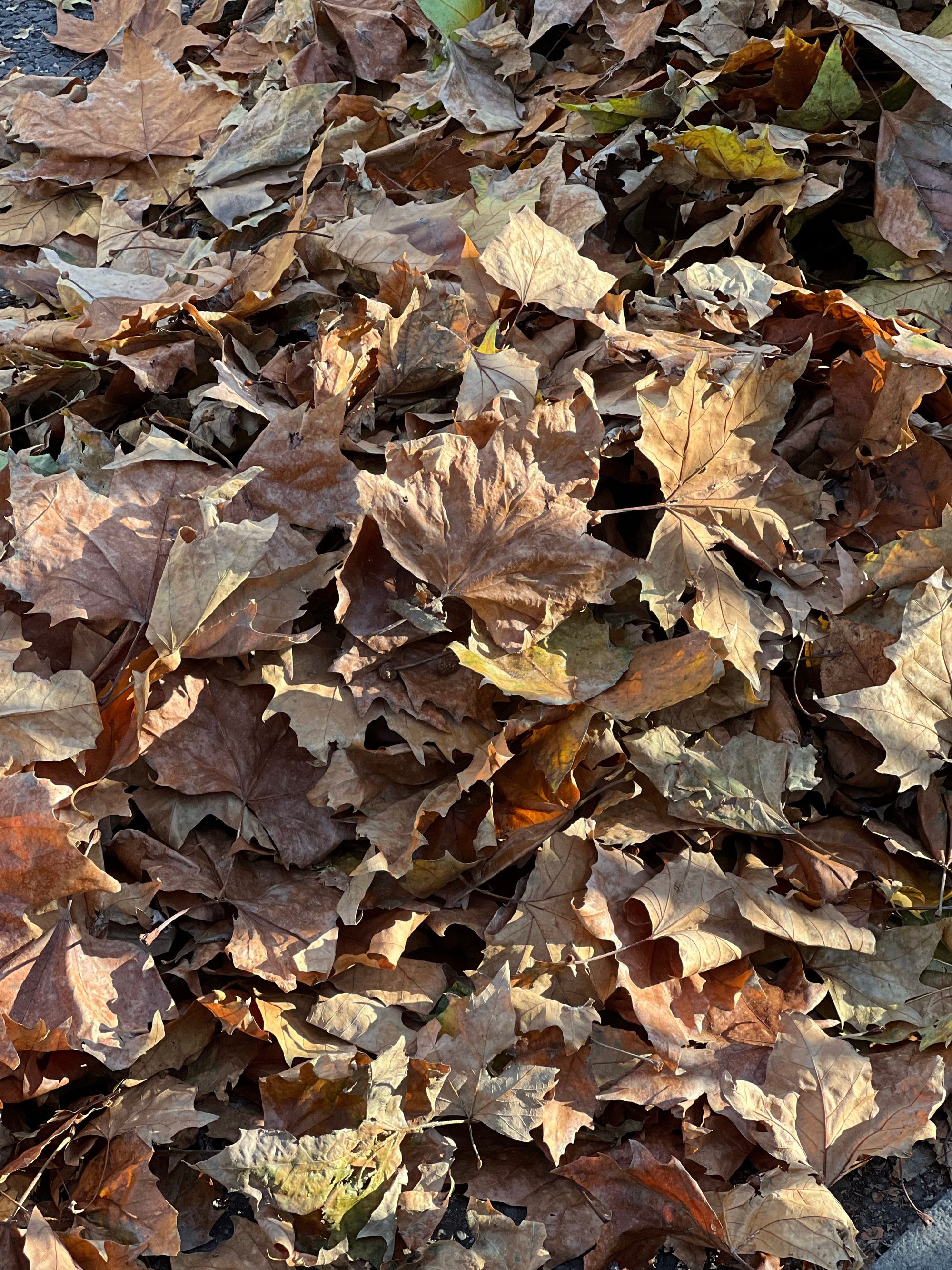 Close-up of dried brown leaves in a pile on the ground, signifies fall.
