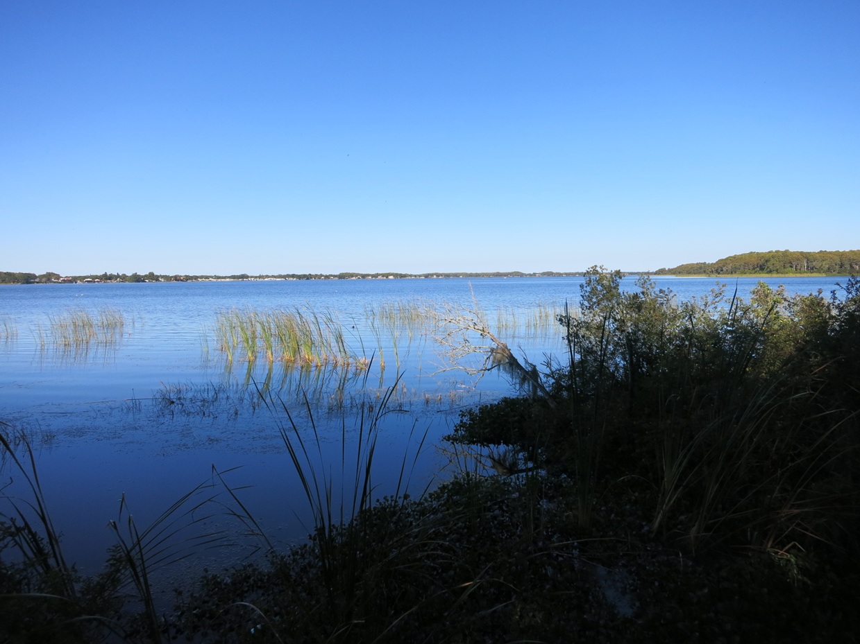 Calm lake with aquatic grasses along the shoreline and a tree-lined far bank under blue sky.