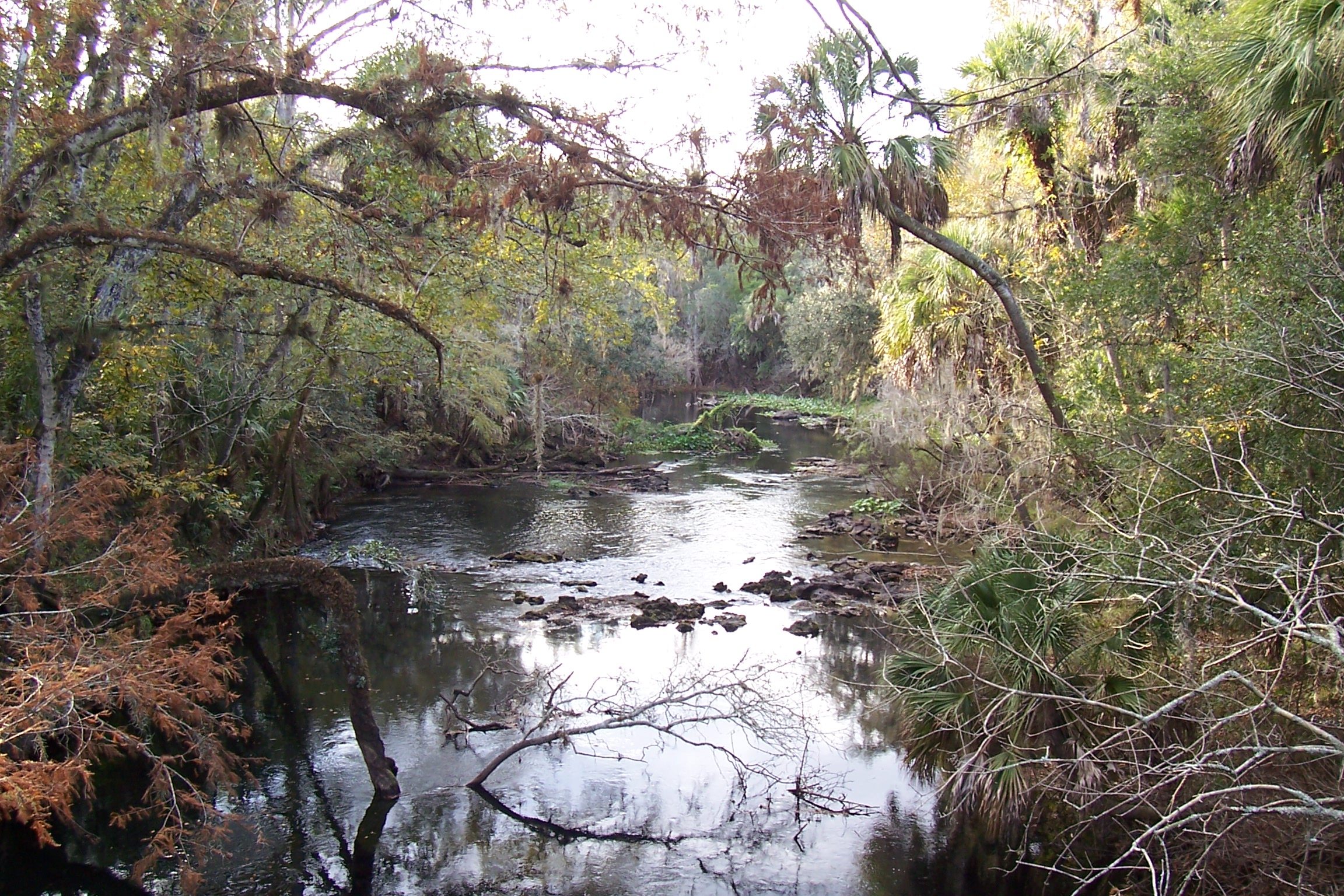 A river winds through dense subtropical forest with Spanish moss and rocky outcroppings.
