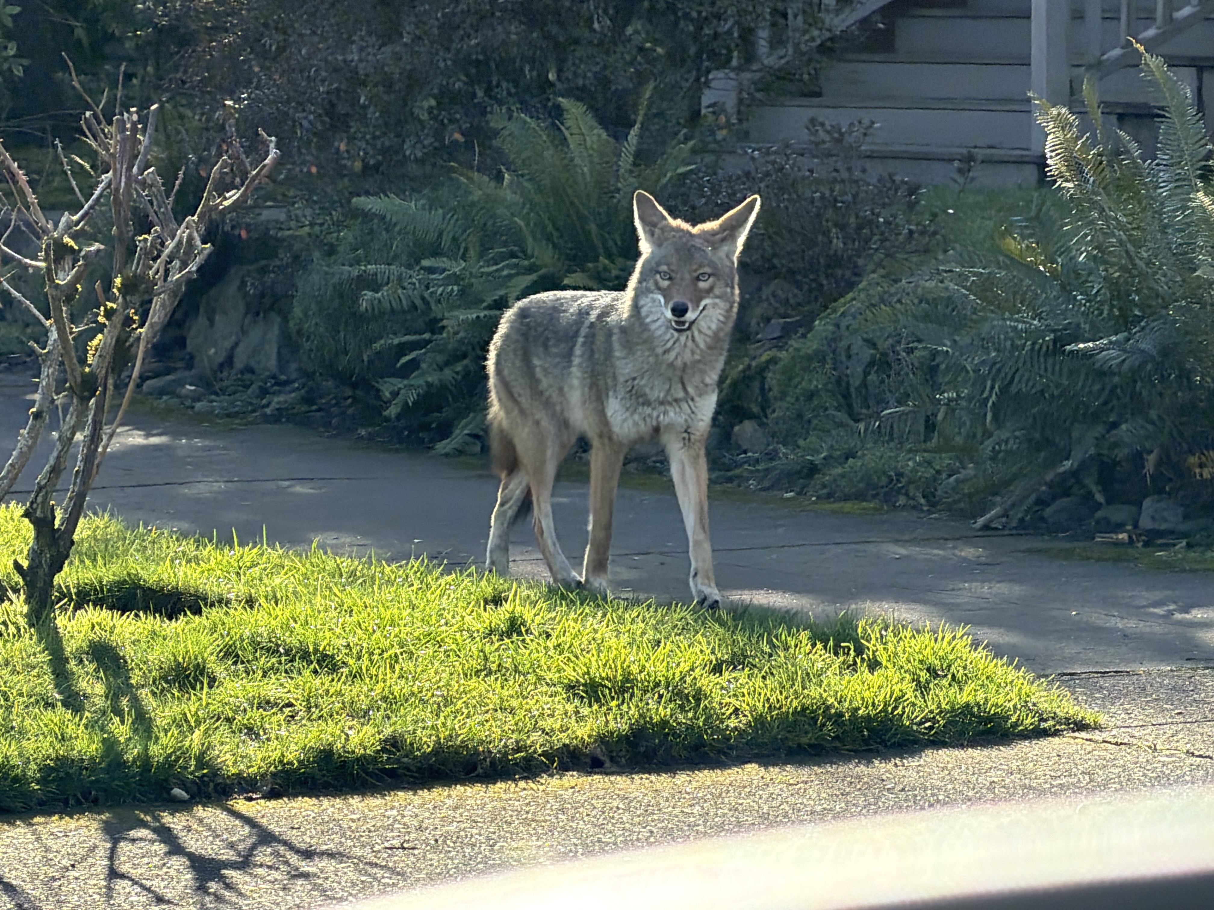 An adult coyote stands alert on a residential street near a house.