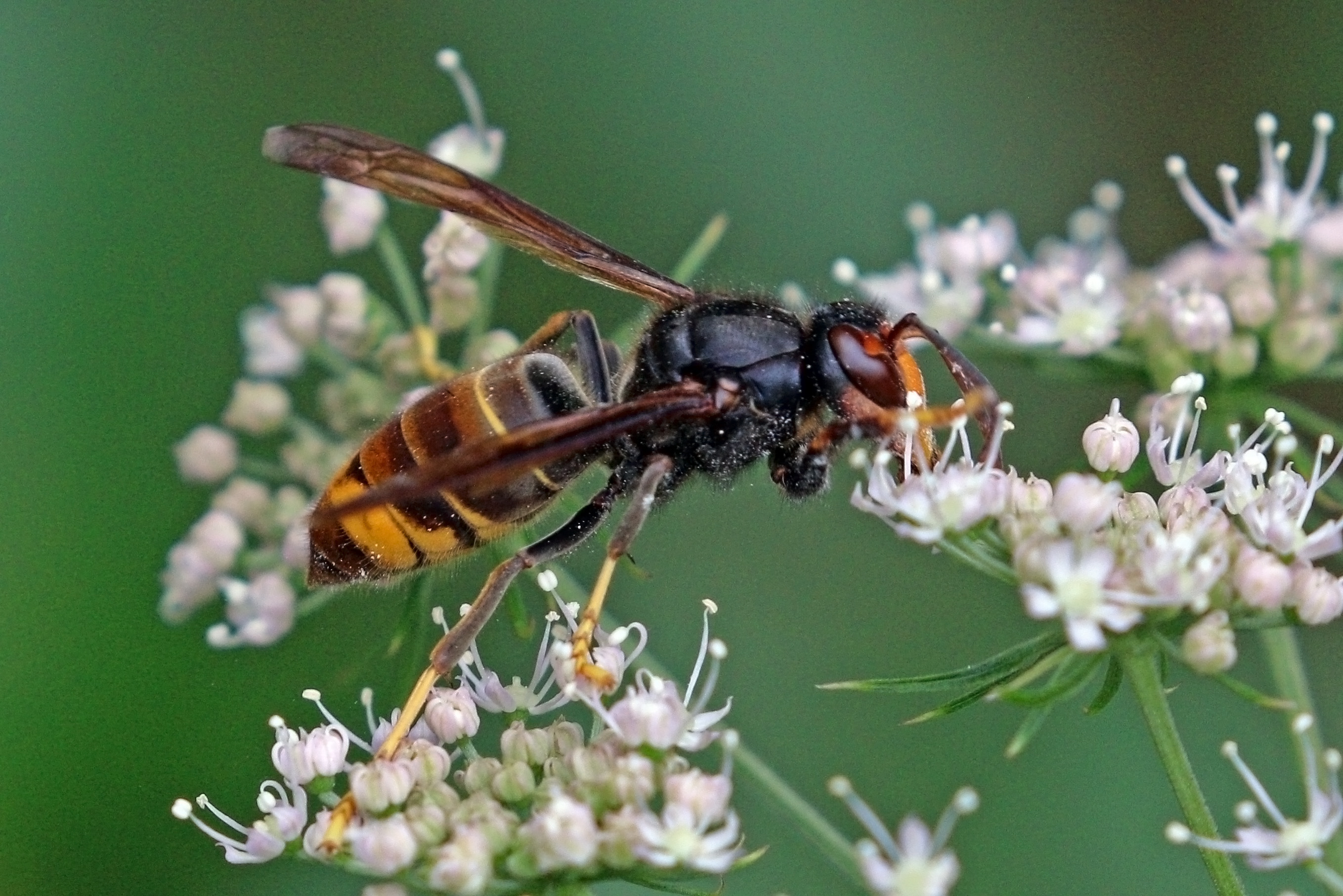 A yellow-legged hornet with dark body and yellow legs perched on white flowers.